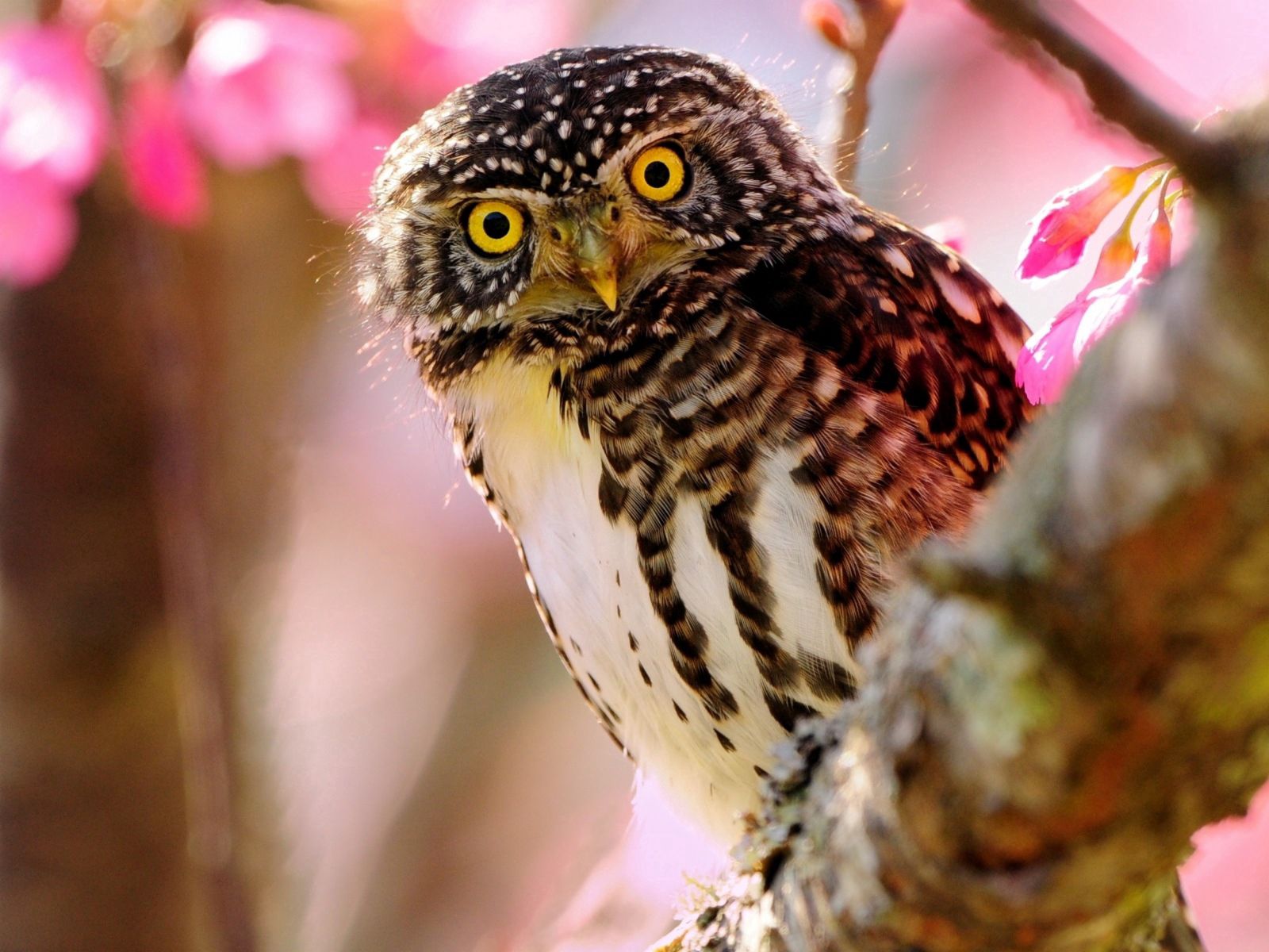 Free download wallpaper Animals, Bird, Sit, Branch, Predator, Owl on your PC desktop