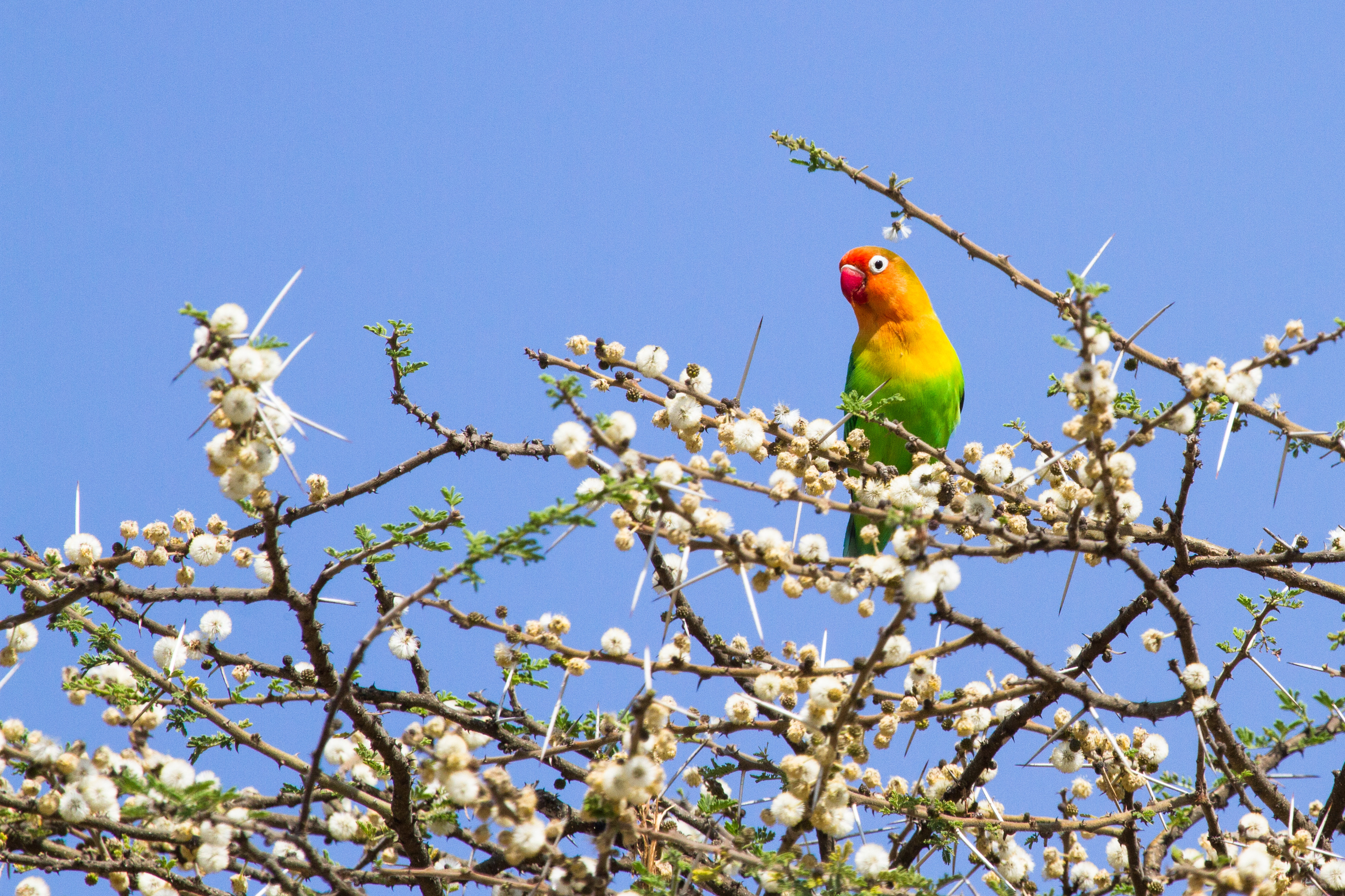 parrots, animals, wood, multicolored, motley, tree, branches Free Background