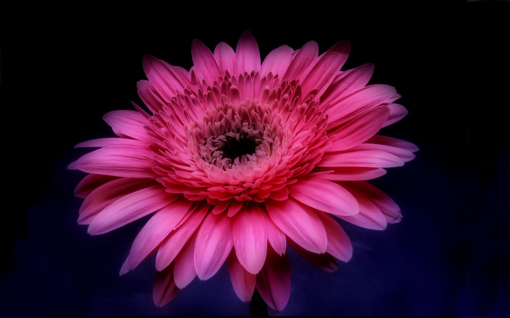 Download mobile wallpaper Flowers, Flower, Close Up, Earth, Gerbera, Pink Flower for free.