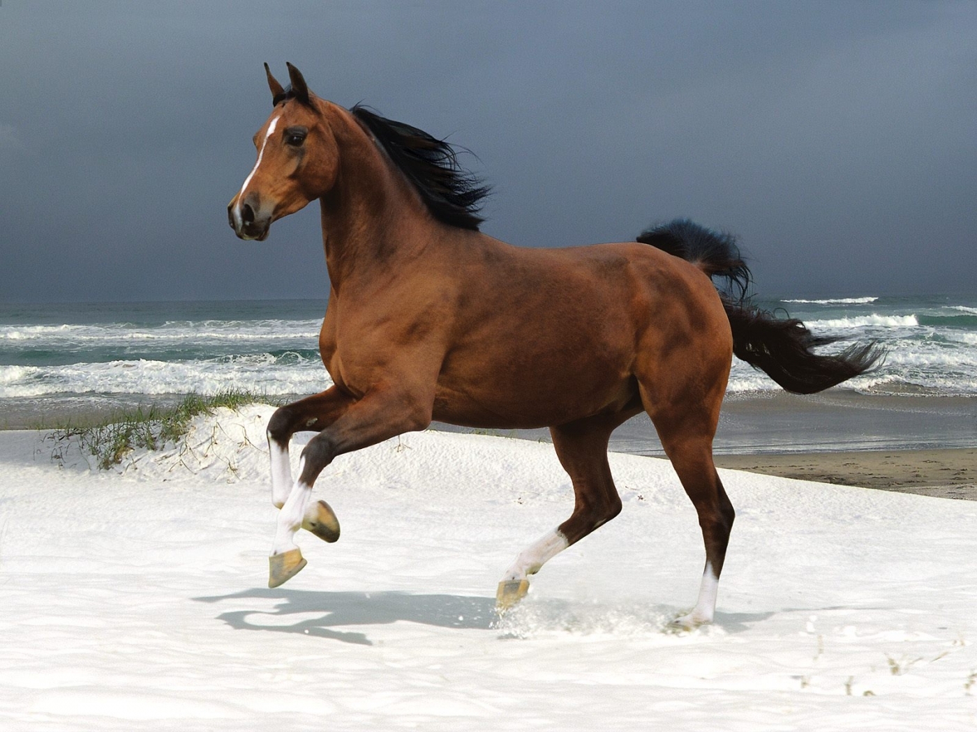 horses, animals Image for desktop