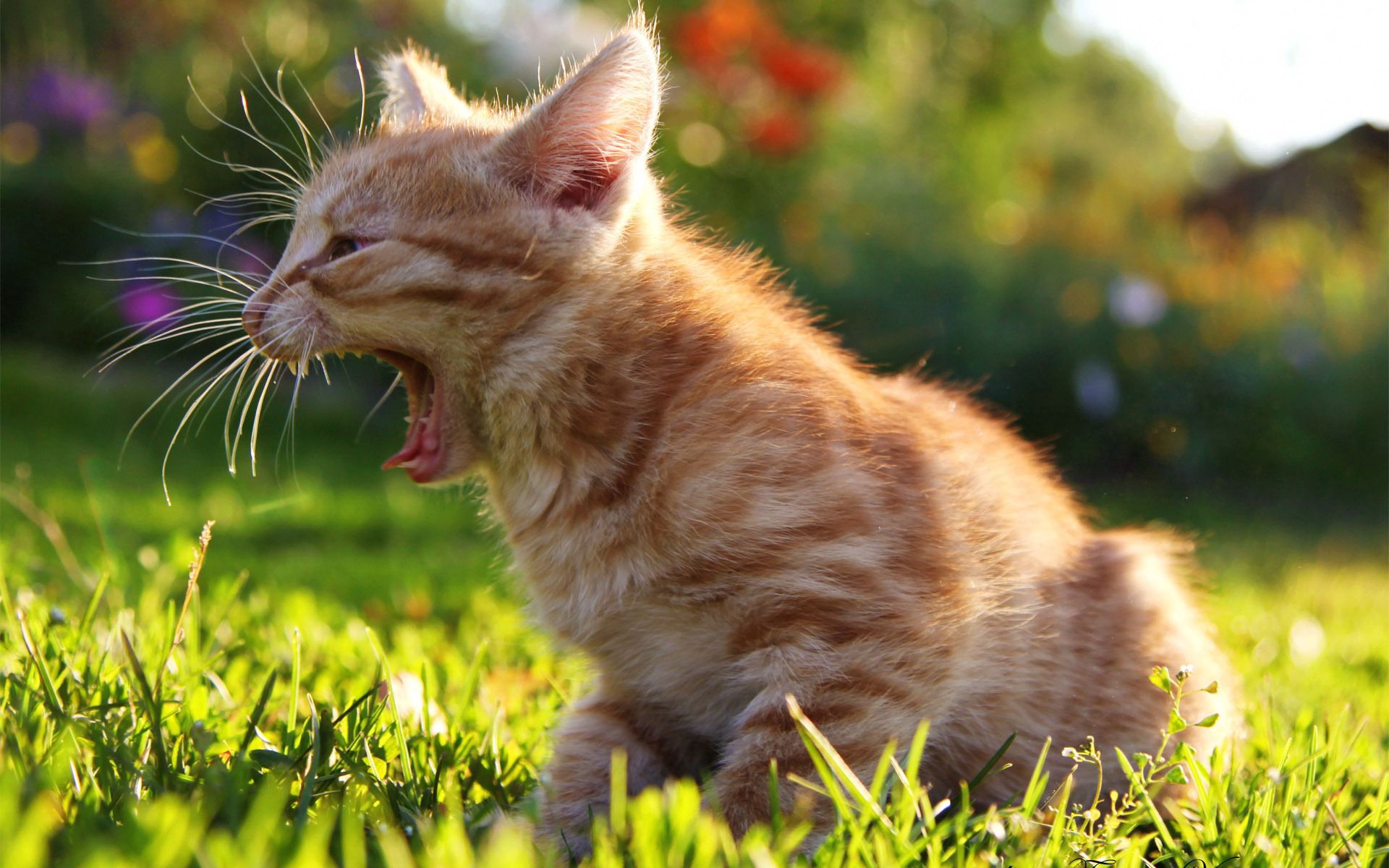 Download mobile wallpaper Kitty, Sunlight, Scream, Animals, Grass, Cry, Kitten for free.