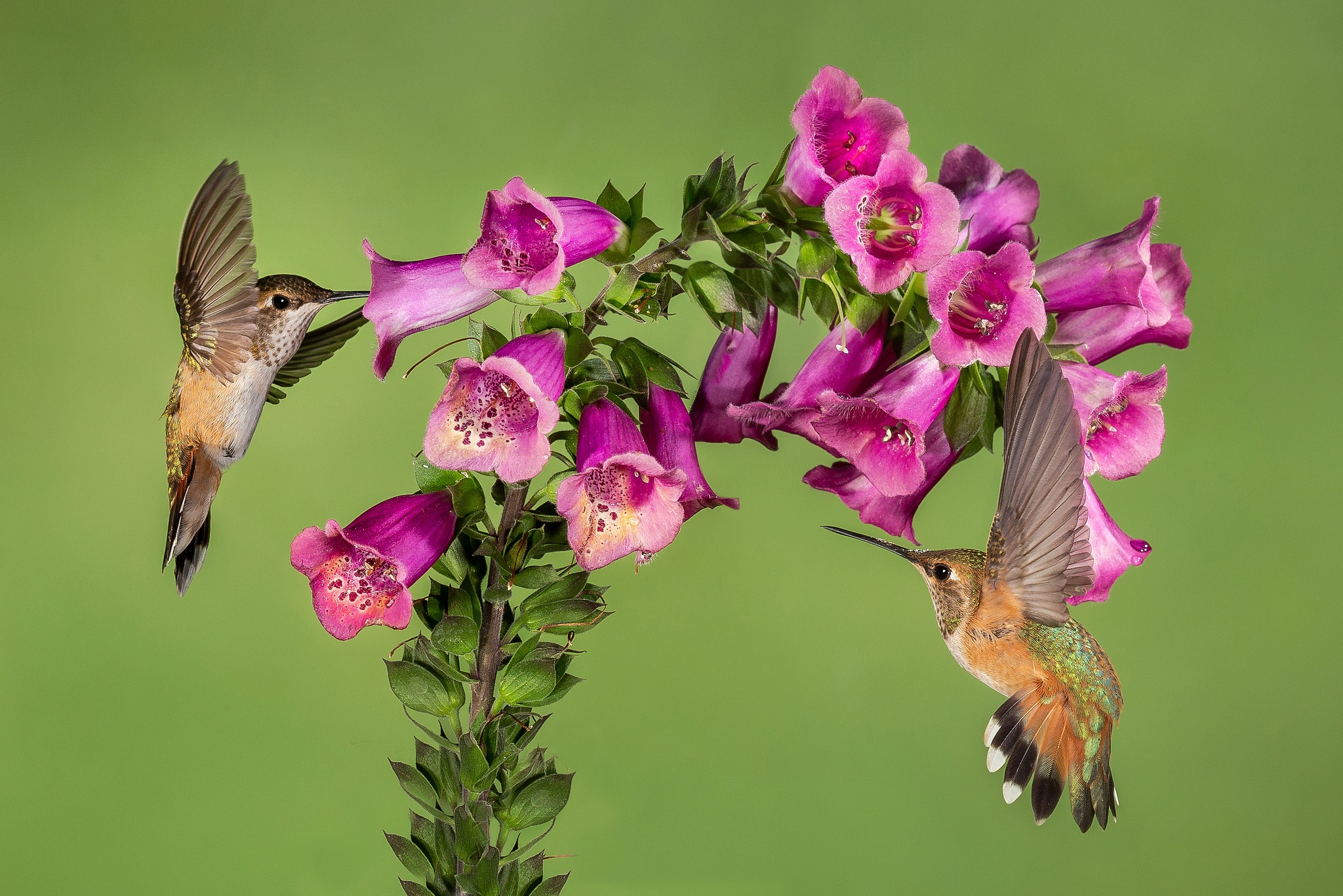 Роза спрей колибри фото и описание