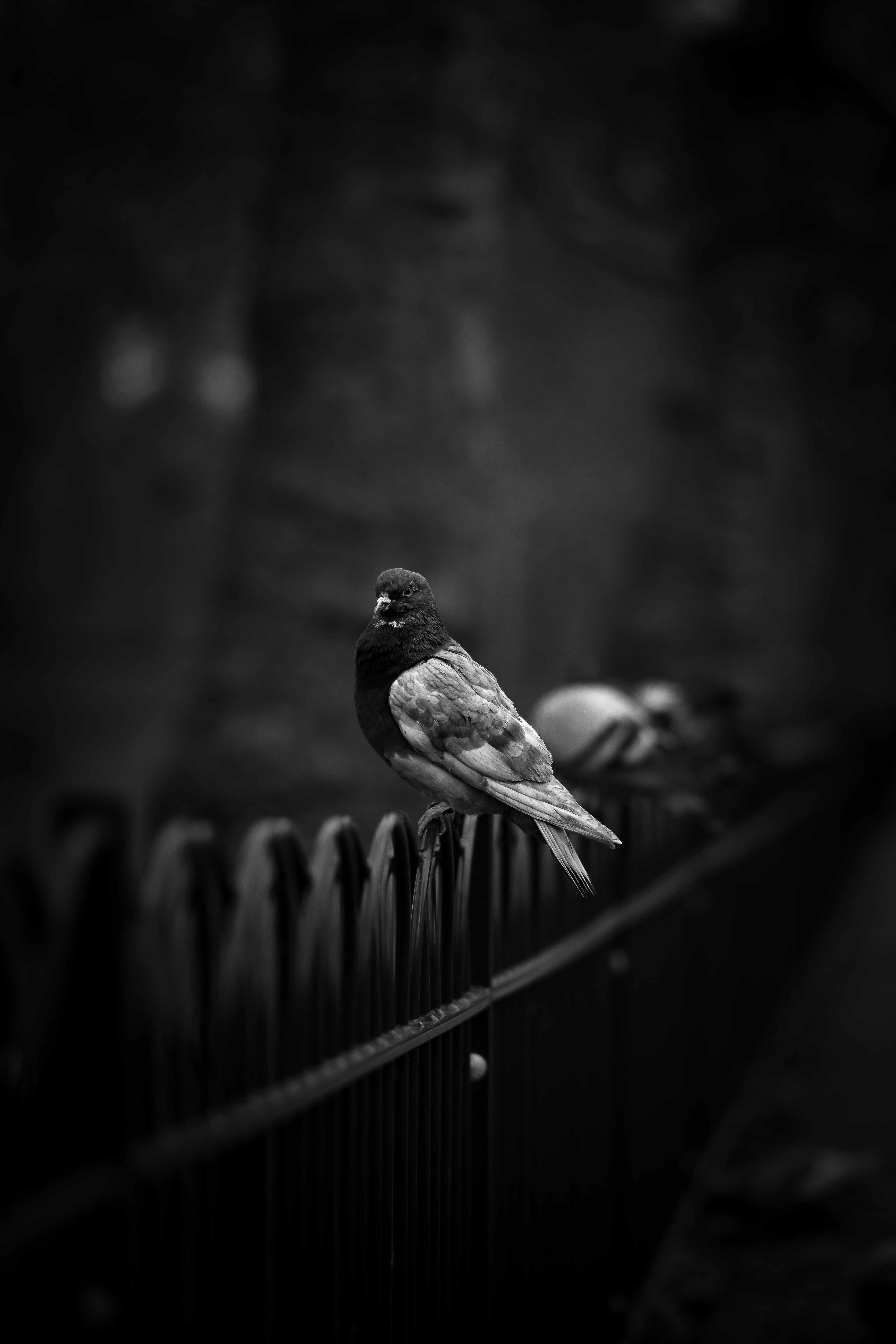 Free download wallpaper Bird, Fence, Bw, Dove, Animals, Chb on your PC desktop