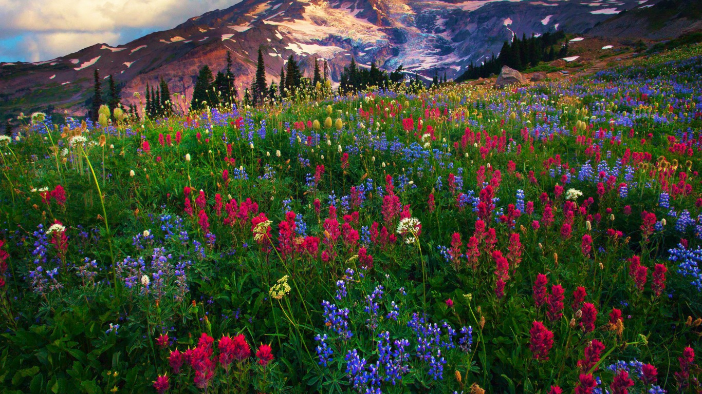 Mount Rainier National Park Wallpaper 4K Washington State 4477