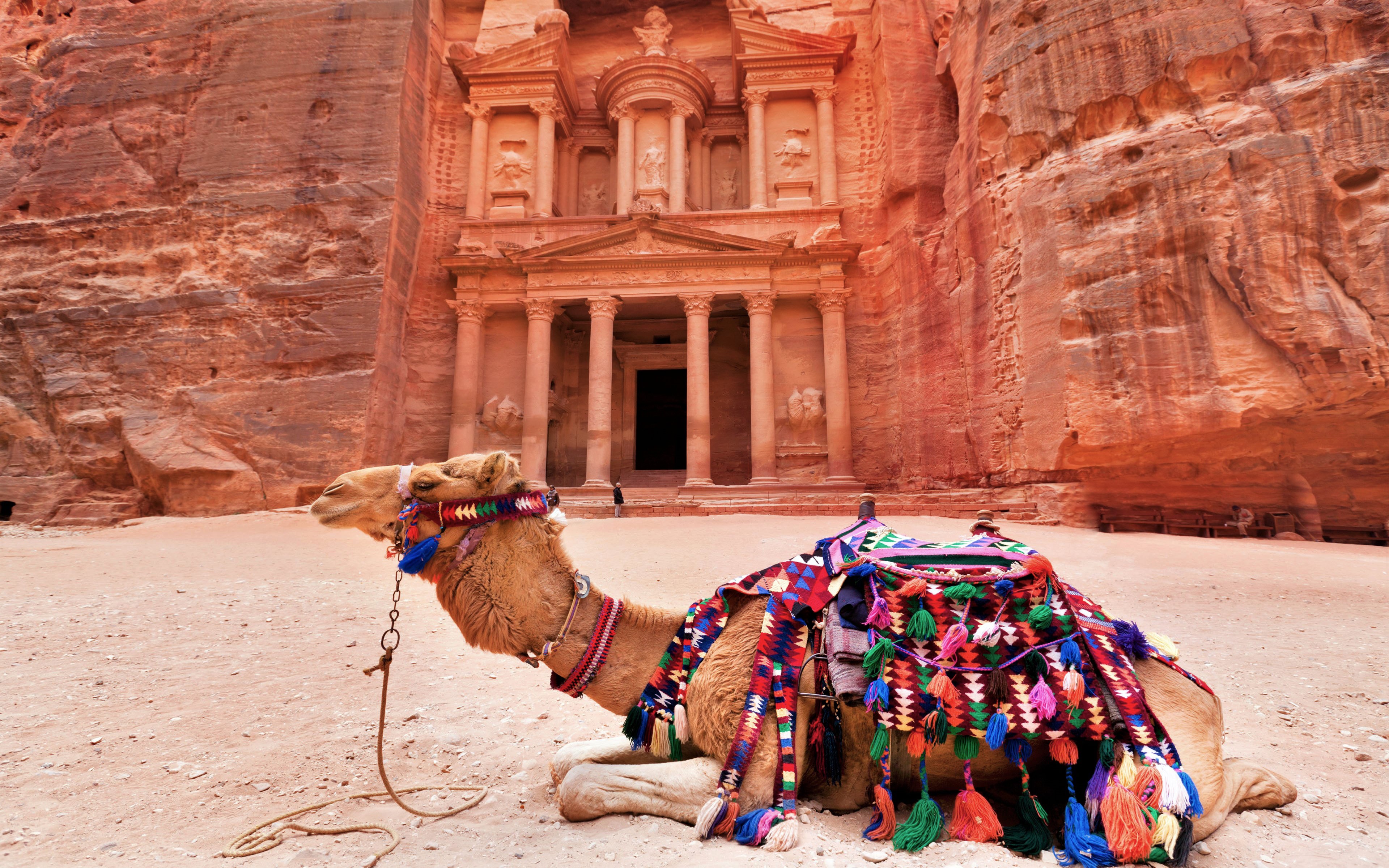 886004 Bild herunterladen tiere, kamel, jordanien, tempel - Hintergrundbilder und Bildschirmschoner kostenlos