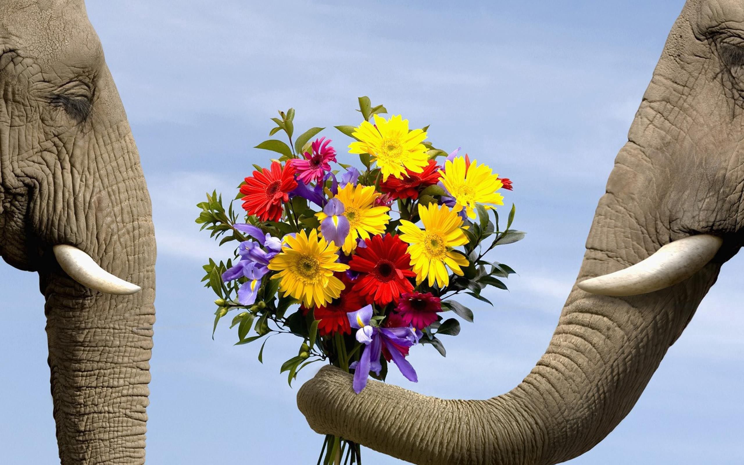 Laden Sie das Strauß, Bouquet, Tiere, Elefant, Blumen, Elefanten-Bild kostenlos auf Ihren PC-Desktop herunter