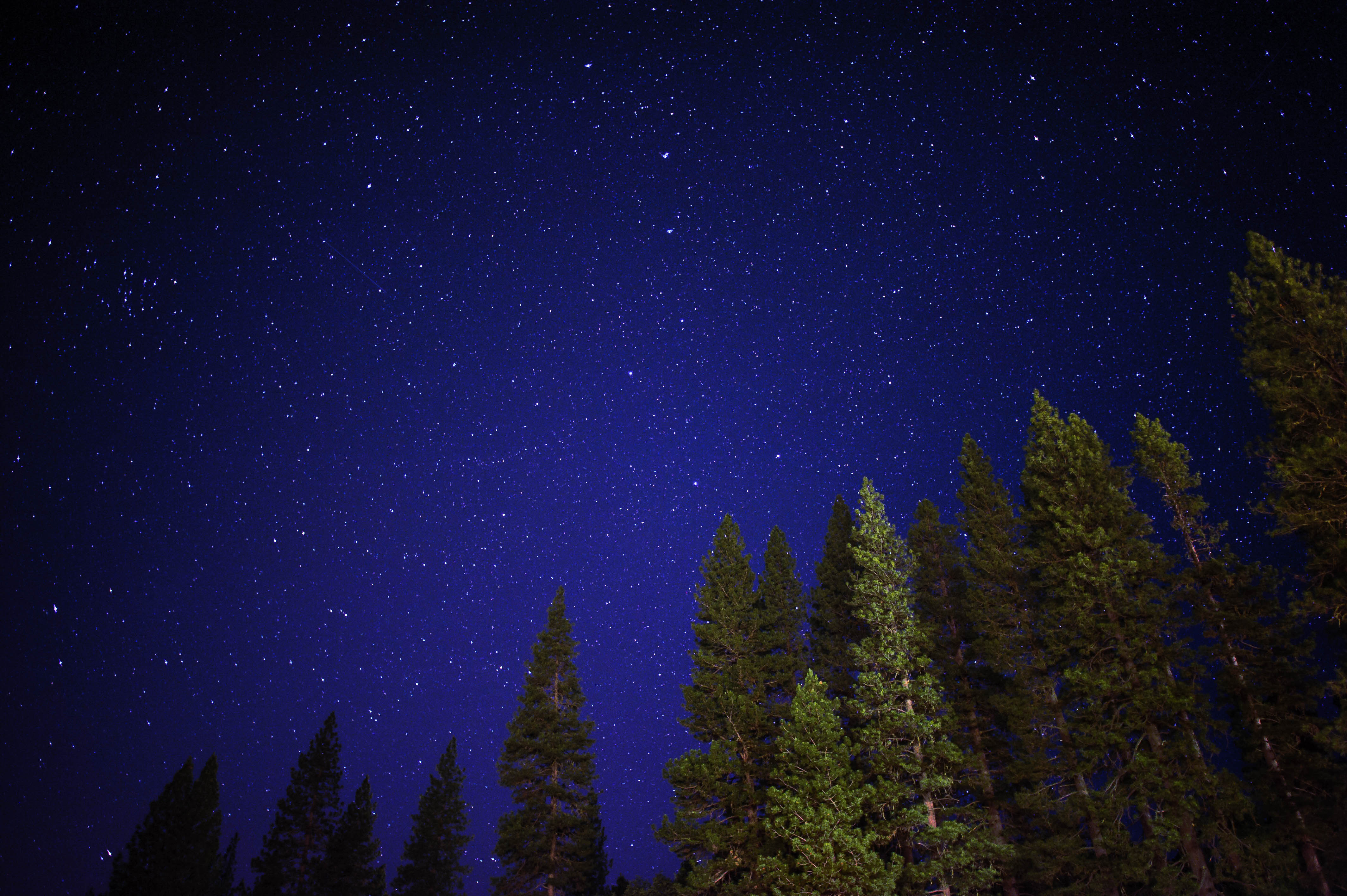 nature, trees, sky, night, shining, starry sky Ultra HD, Free 4K, 32K