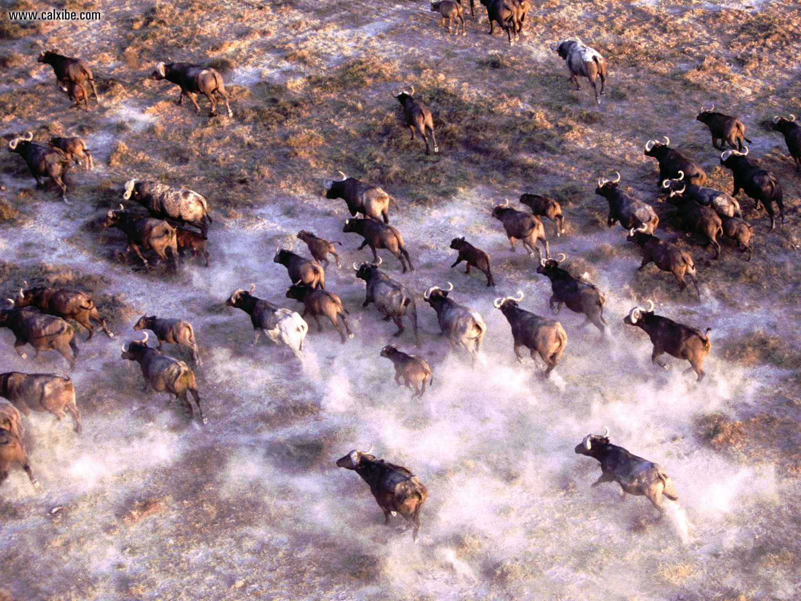 617636 Hintergrundbild herunterladen tiere, afrikanischer büffel, büffel - Bildschirmschoner und Bilder kostenlos