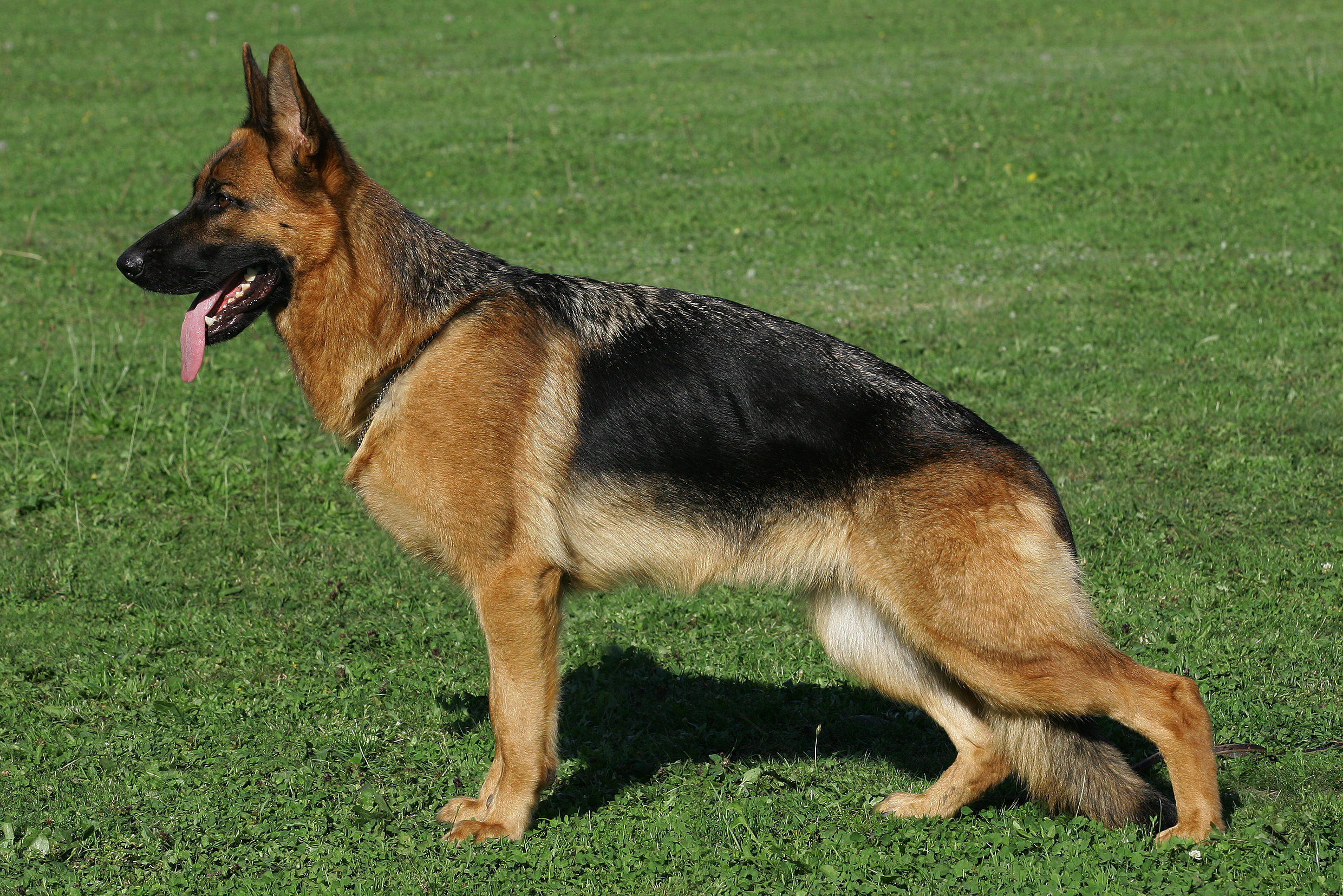 animal, german shepherd, dogs 8K