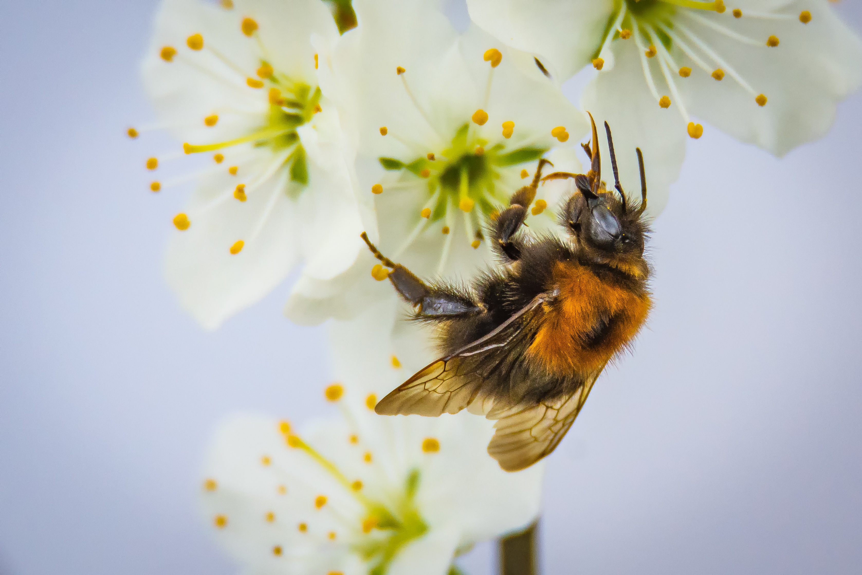 Laden Sie das Makro, Bestäubung, Biene, Blume-Bild kostenlos auf Ihren PC-Desktop herunter