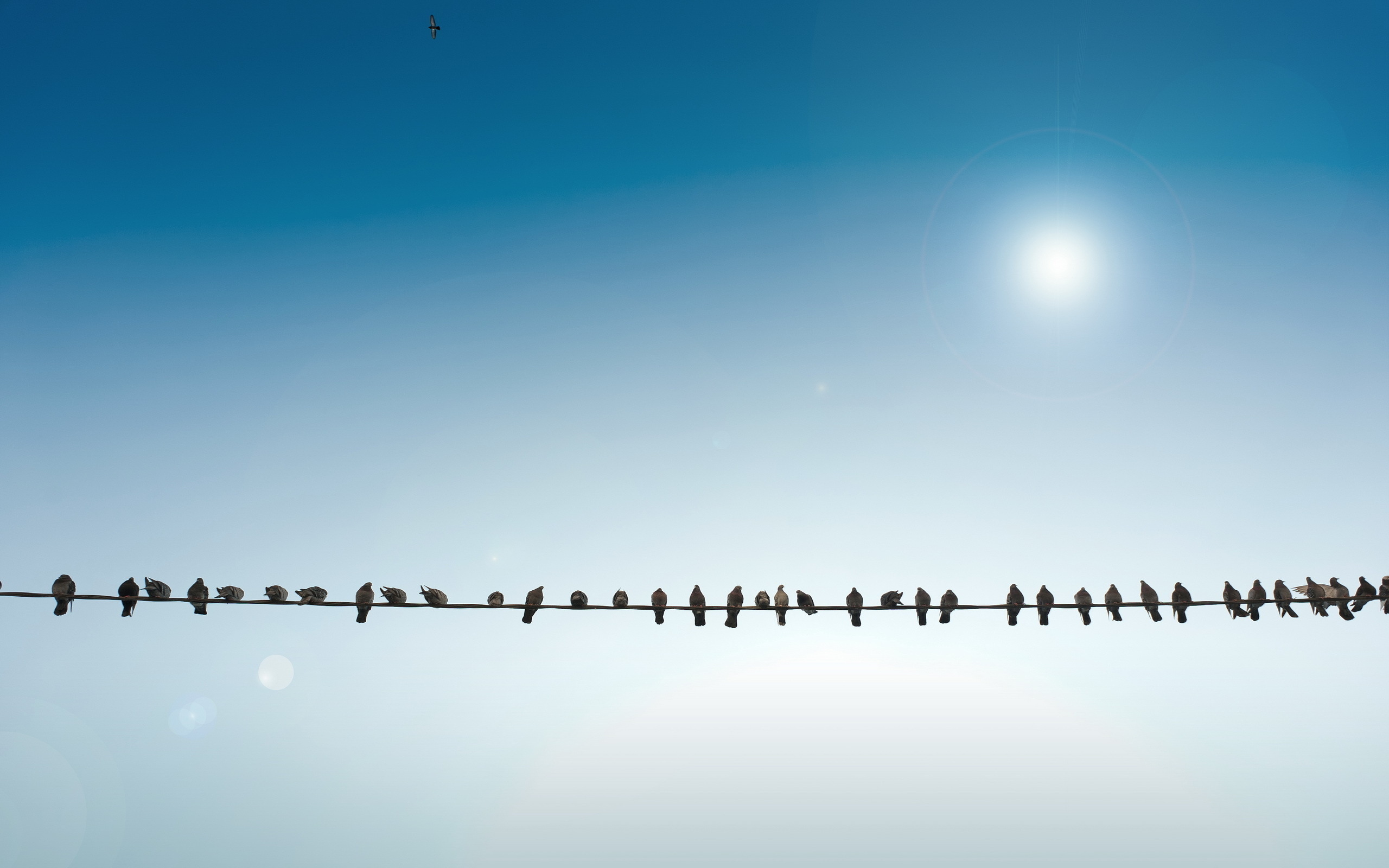 Птицы на проводах закат