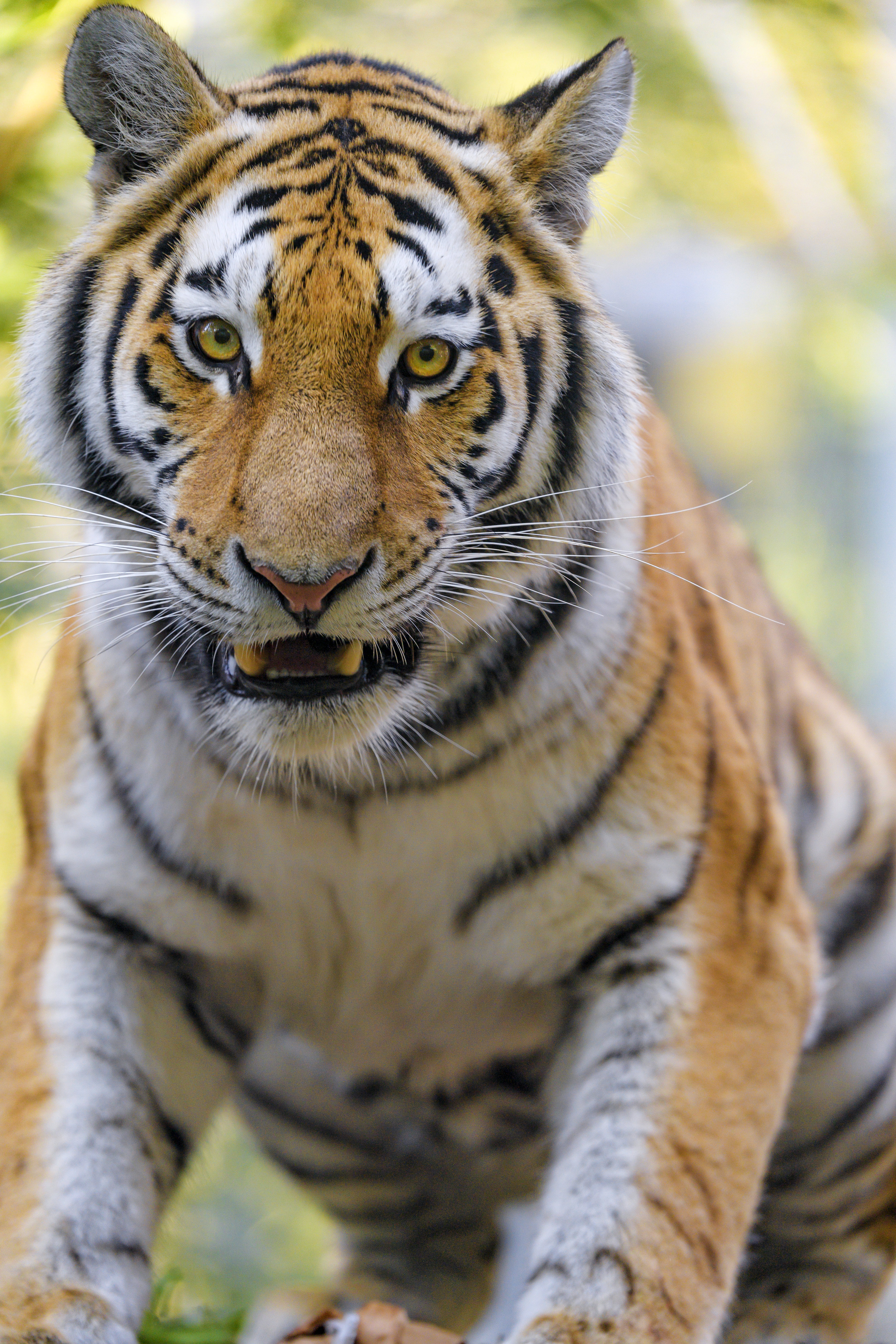 tigers, muzzle, animals, big cat, animal for android