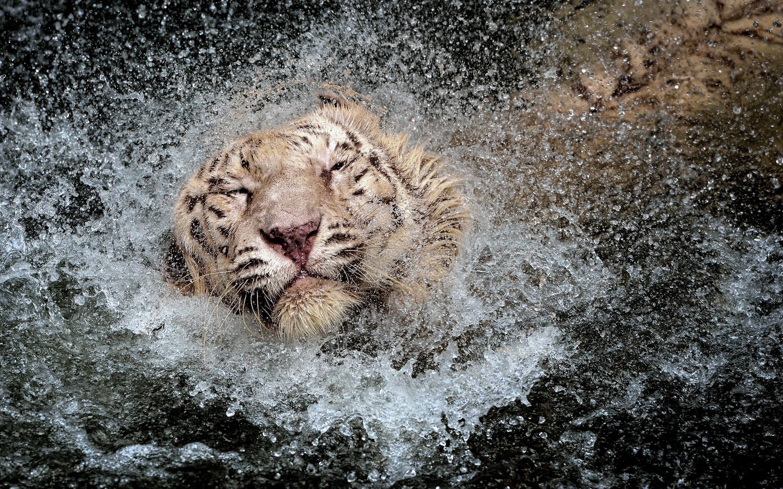 Тигр в брызгах воды