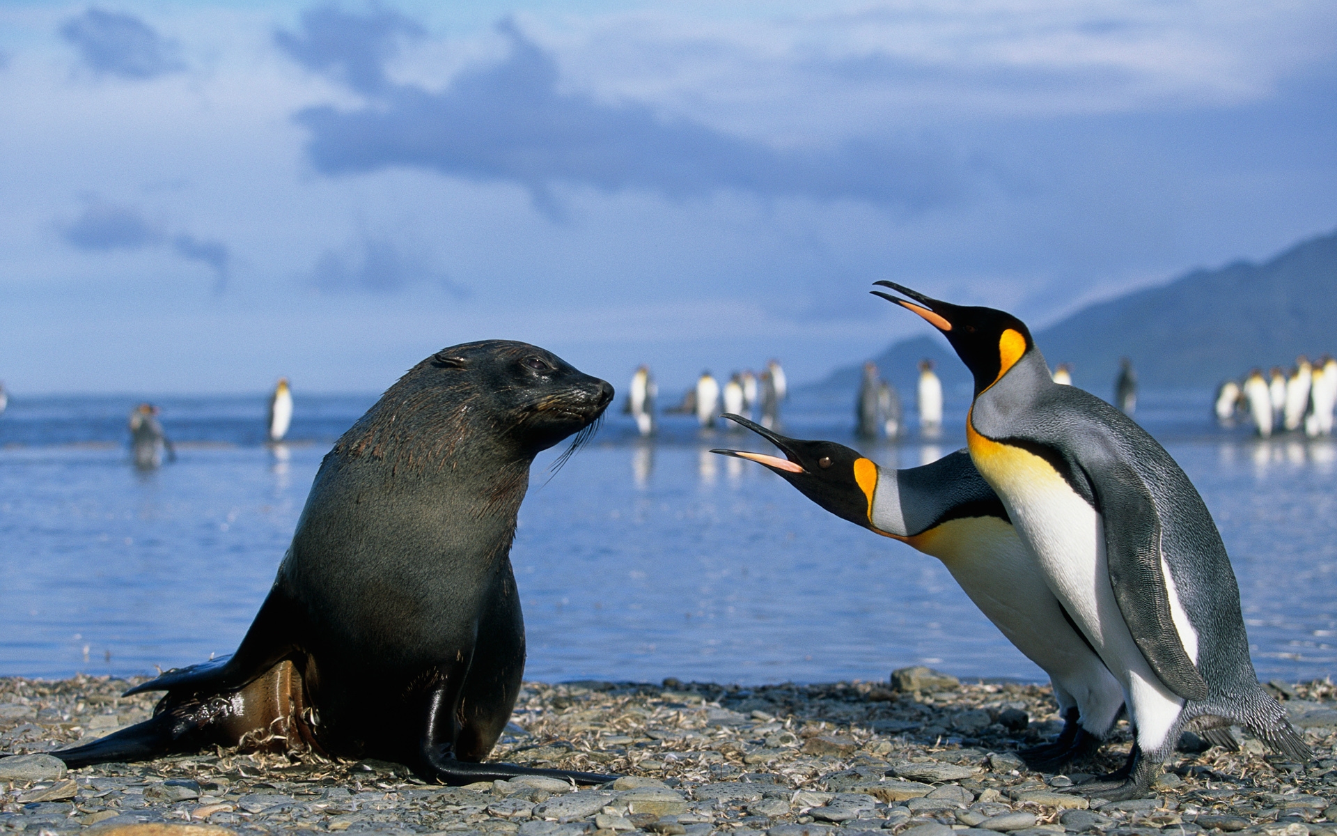 37167 Bild herunterladen tiere, vögel, pinguins, seals, blau - Hintergrundbilder und Bildschirmschoner kostenlos