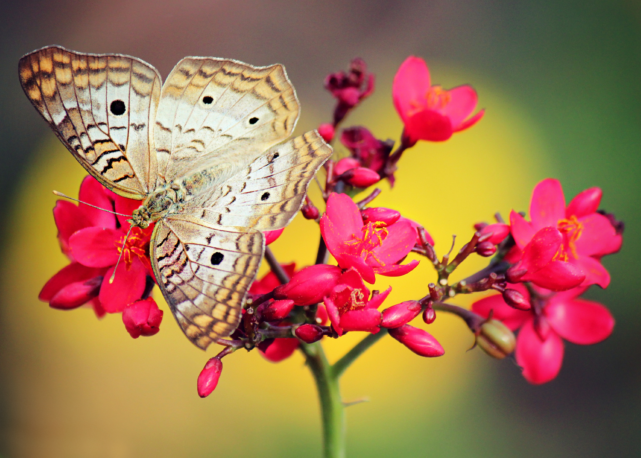Красивые бабочки на цветах. Бабочки в цветах. Бабочка на цветке. Красивые бабочки. Яркие бабочки.