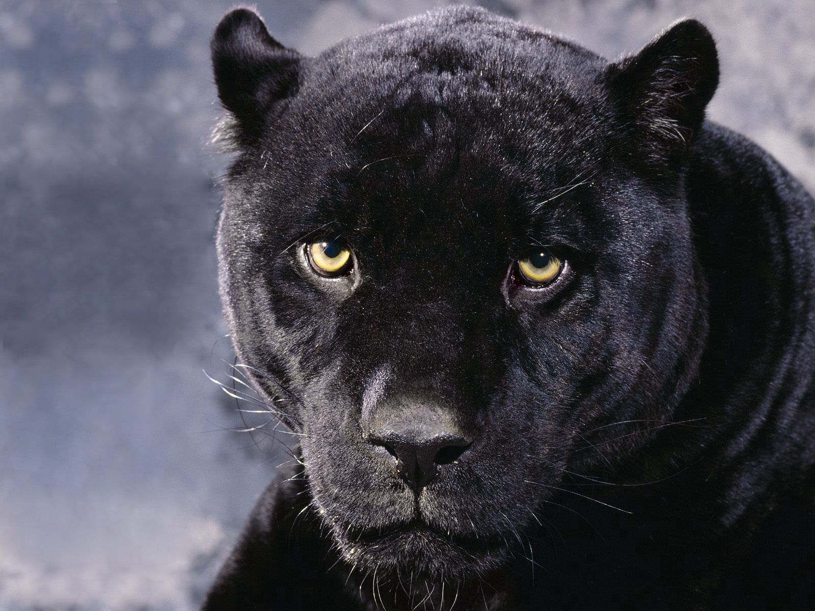 anger, panther, animals, muzzle, sight, opinion images