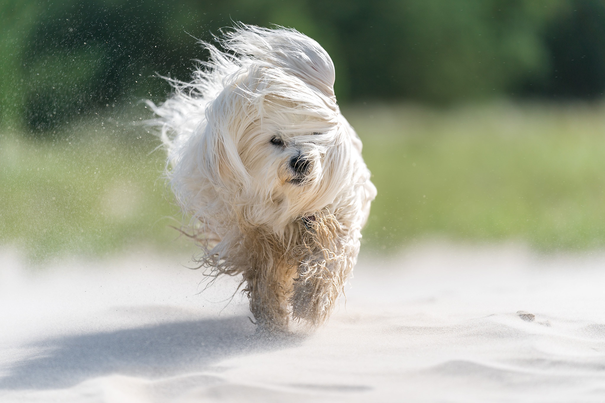 Premium Photo | A cute happy red and white spotted Havanese puppy is  sitting and looking at the camera