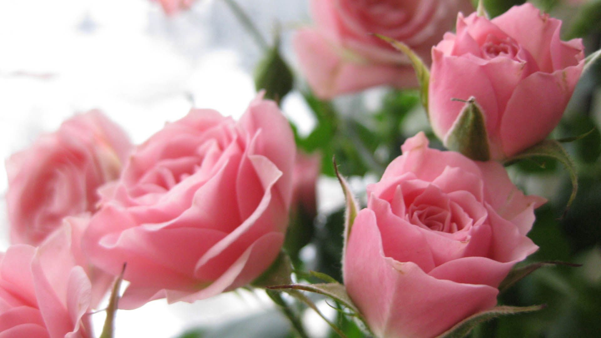 Скачать обои бесплатно Бутоны, Лепестки, Розовый, Розы, Цветы картинка на рабочий стол ПК