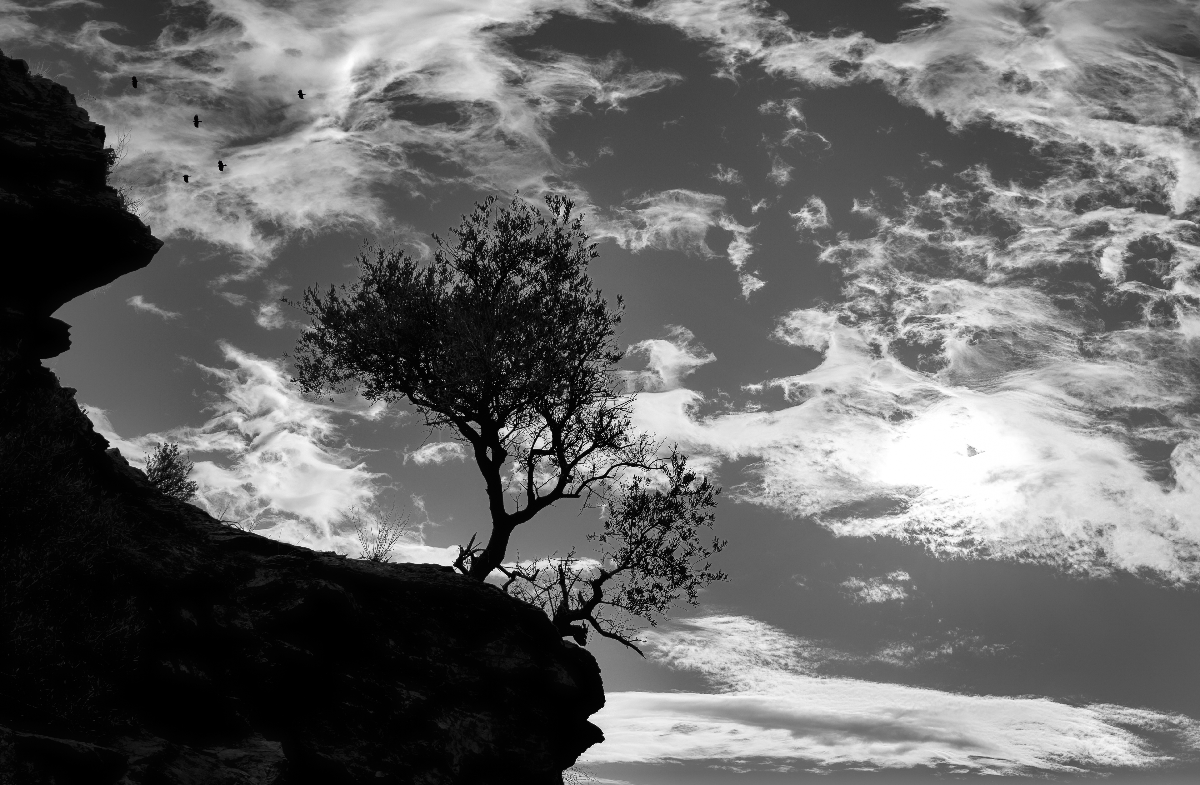 black and white, silhouettes, black, nature, trees, break, precipice Full HD