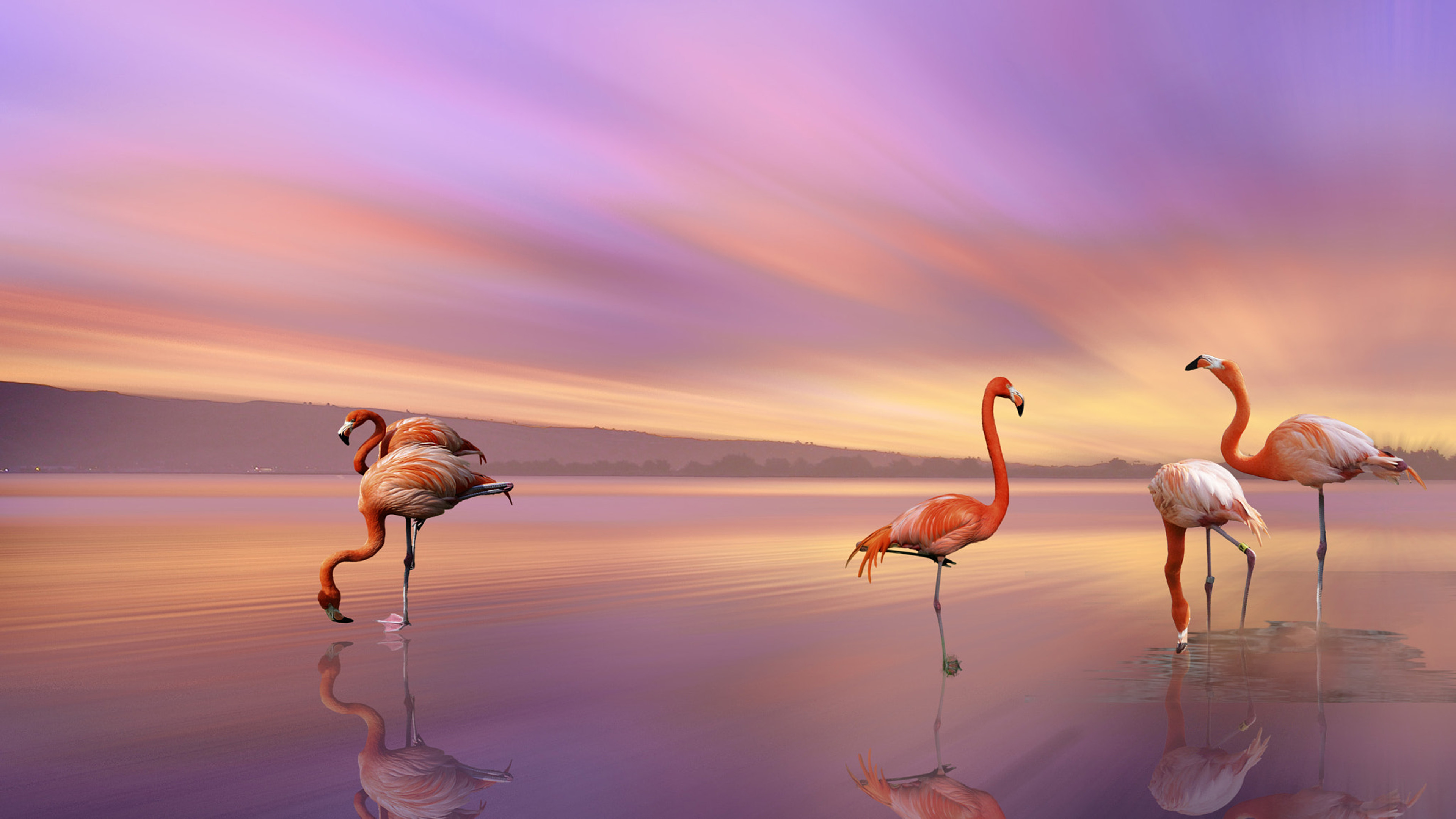 Flamingo Couples Cellphone Wallpaper Images Free Download on Lovepik   400230553