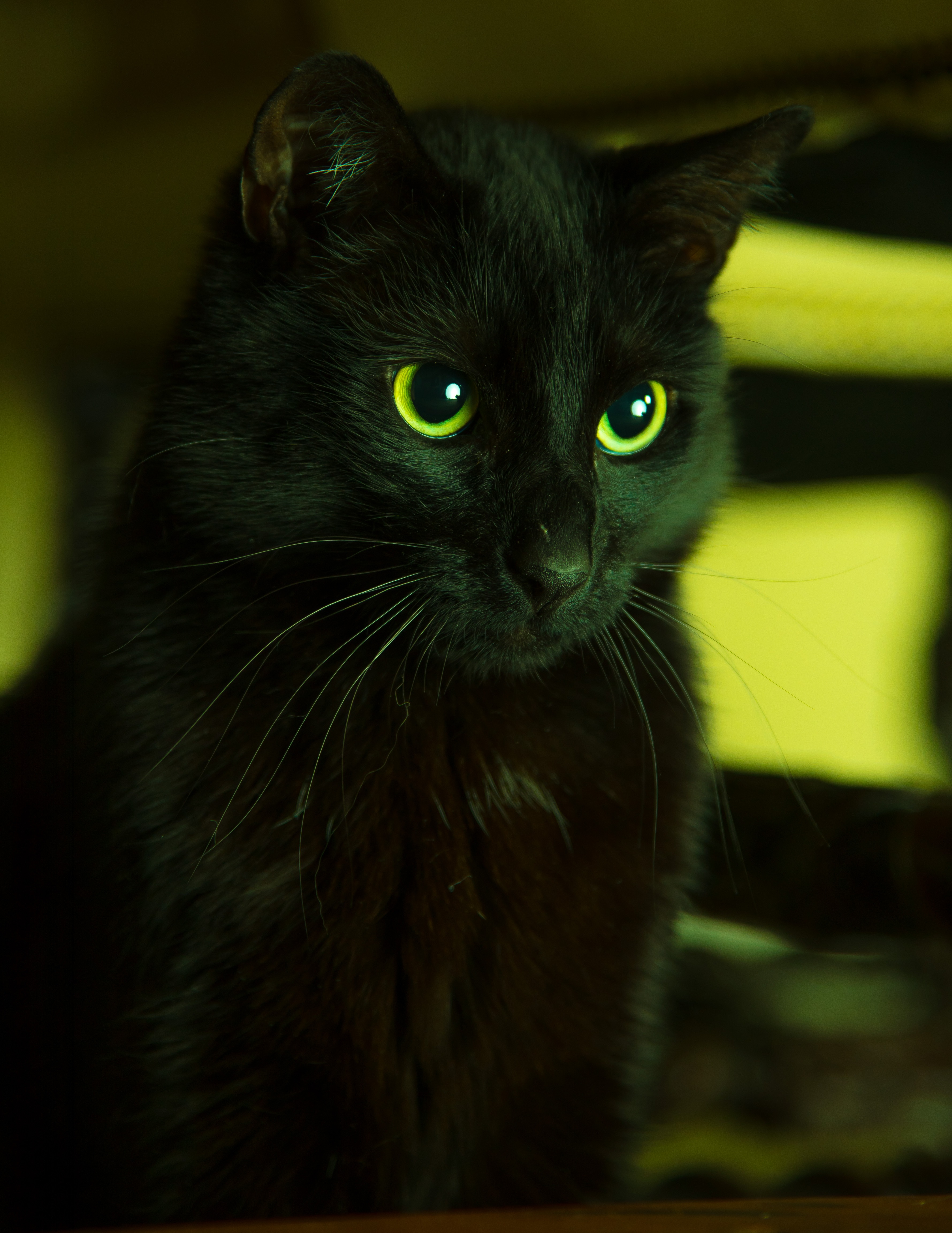 89184 завантажити шпалери кішка, чорний, тварини, зелений, кіт, очі, дивиться, виглядає - заставки і картинки безкоштовно