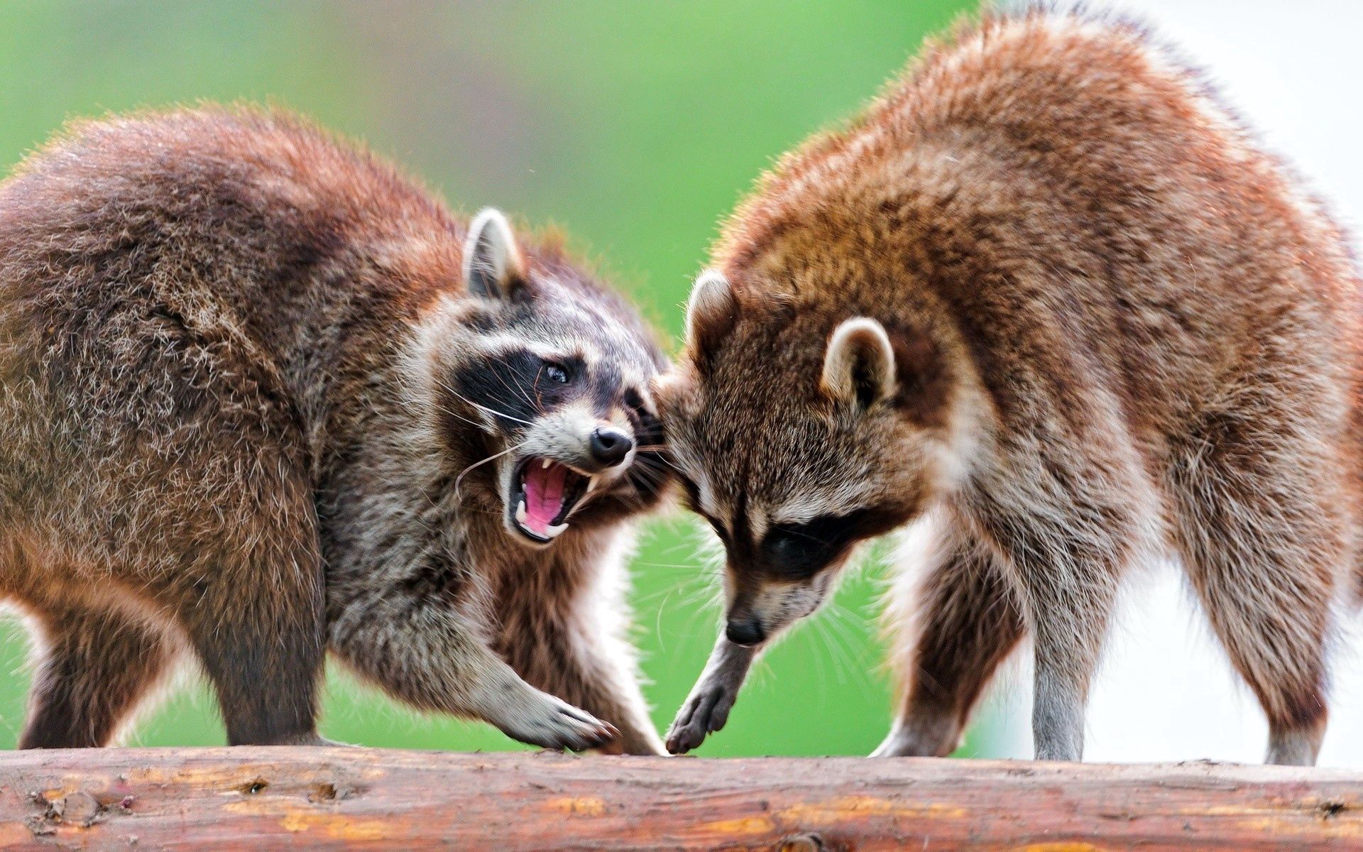 Download mobile wallpaper Stand, To Stand, Animals, Animal, Raccoon, Pair, Couple for free.