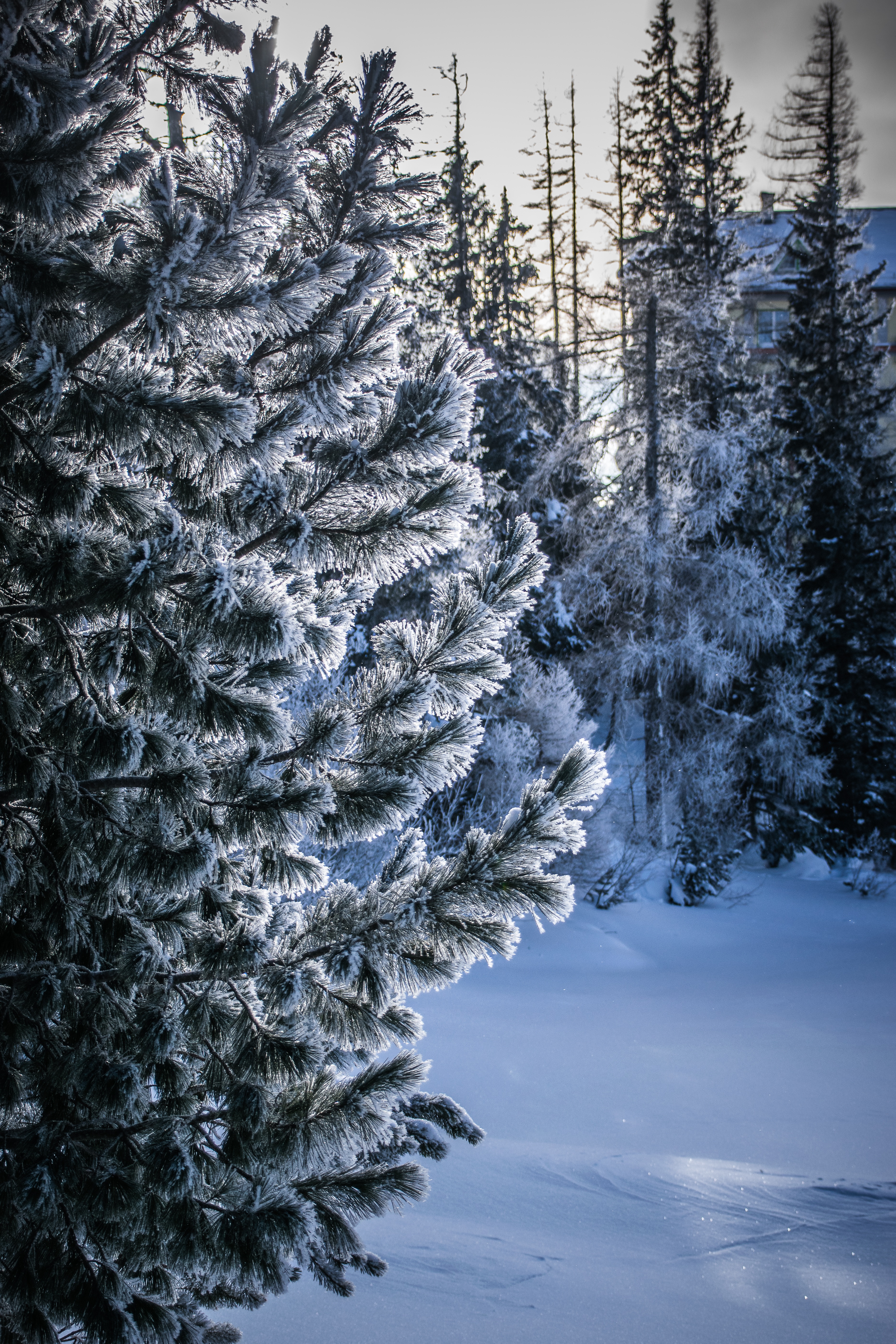 Mobile wallpaper nature, winter, snow, wood, tree, frost, hoarfrost, snow covered, snowbound