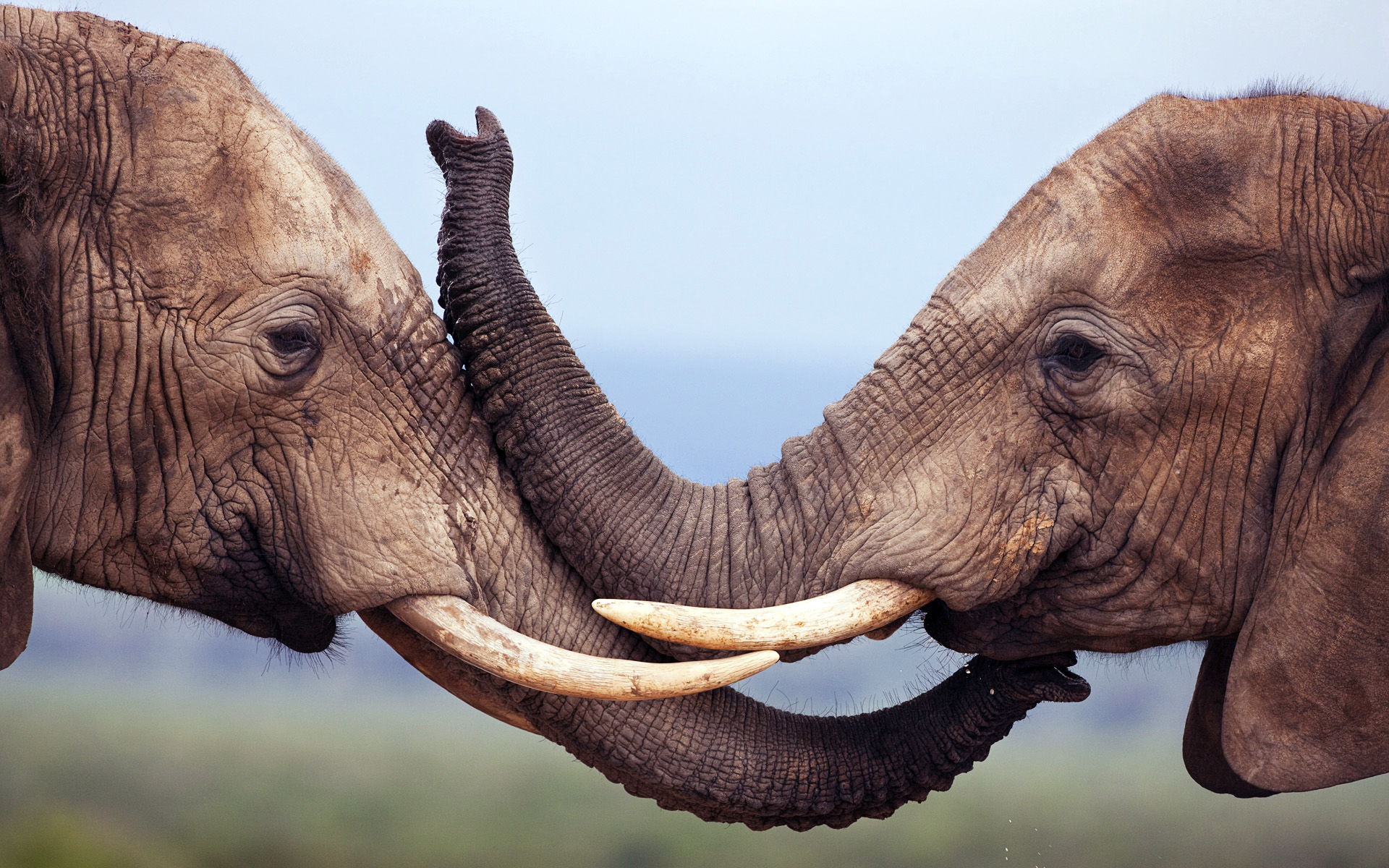 285839 下載圖片 动物, 非洲草原象, 象牙, 大象 - 免費壁紙和屏保