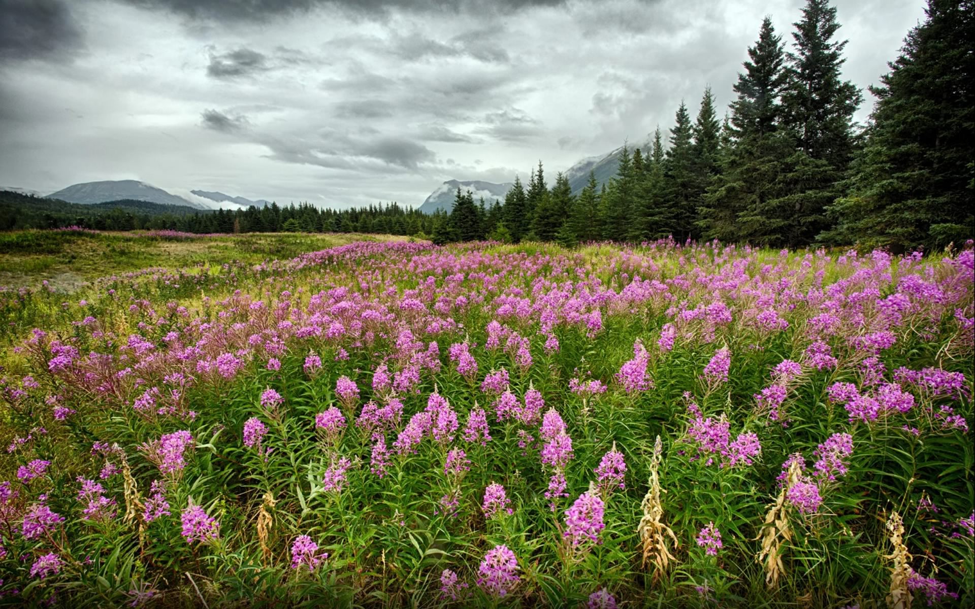 Download mobile wallpaper Flowers, Flower, Earth, Alaska, Fireweed for free.