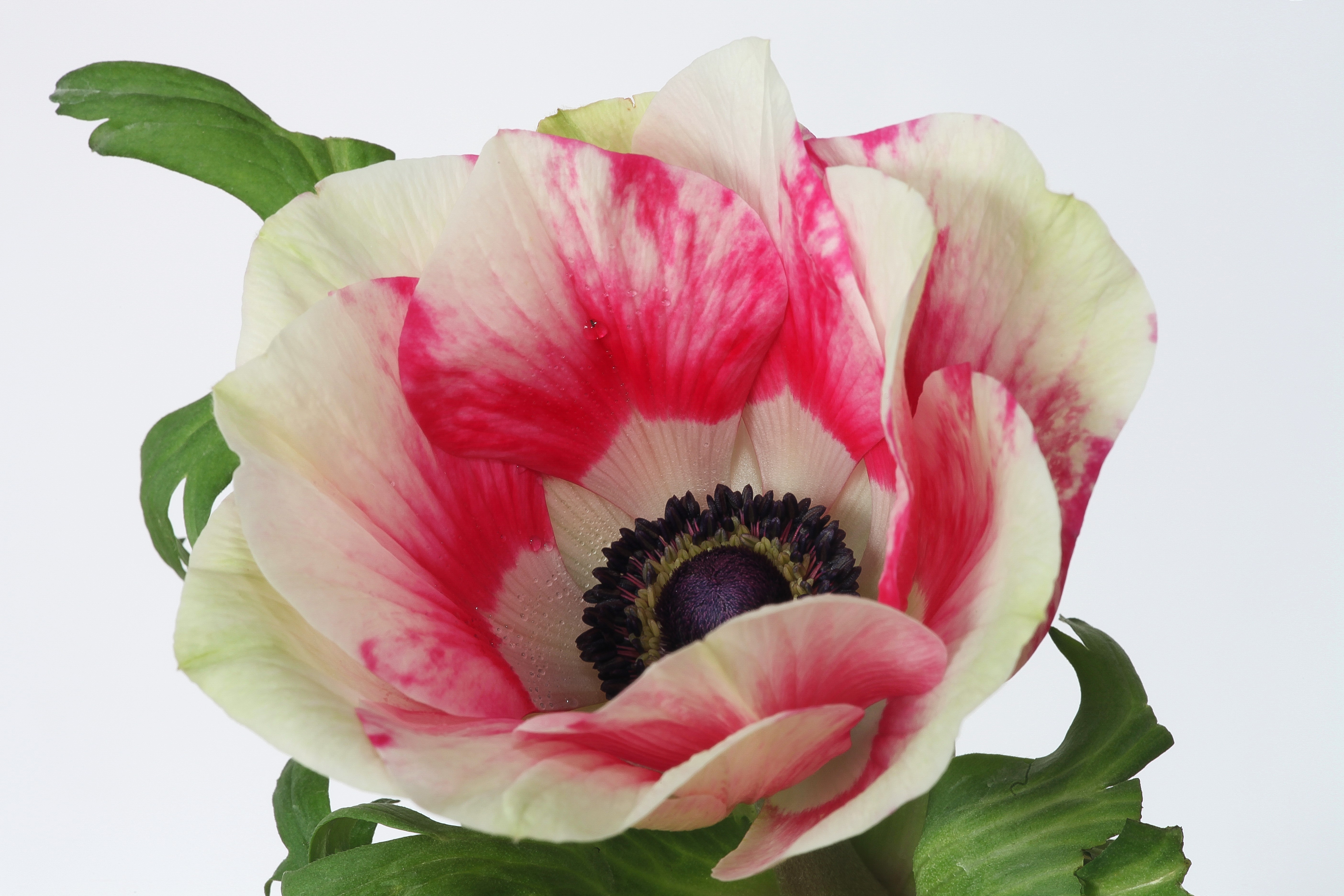 earth, anemone, close up, flower, flowers