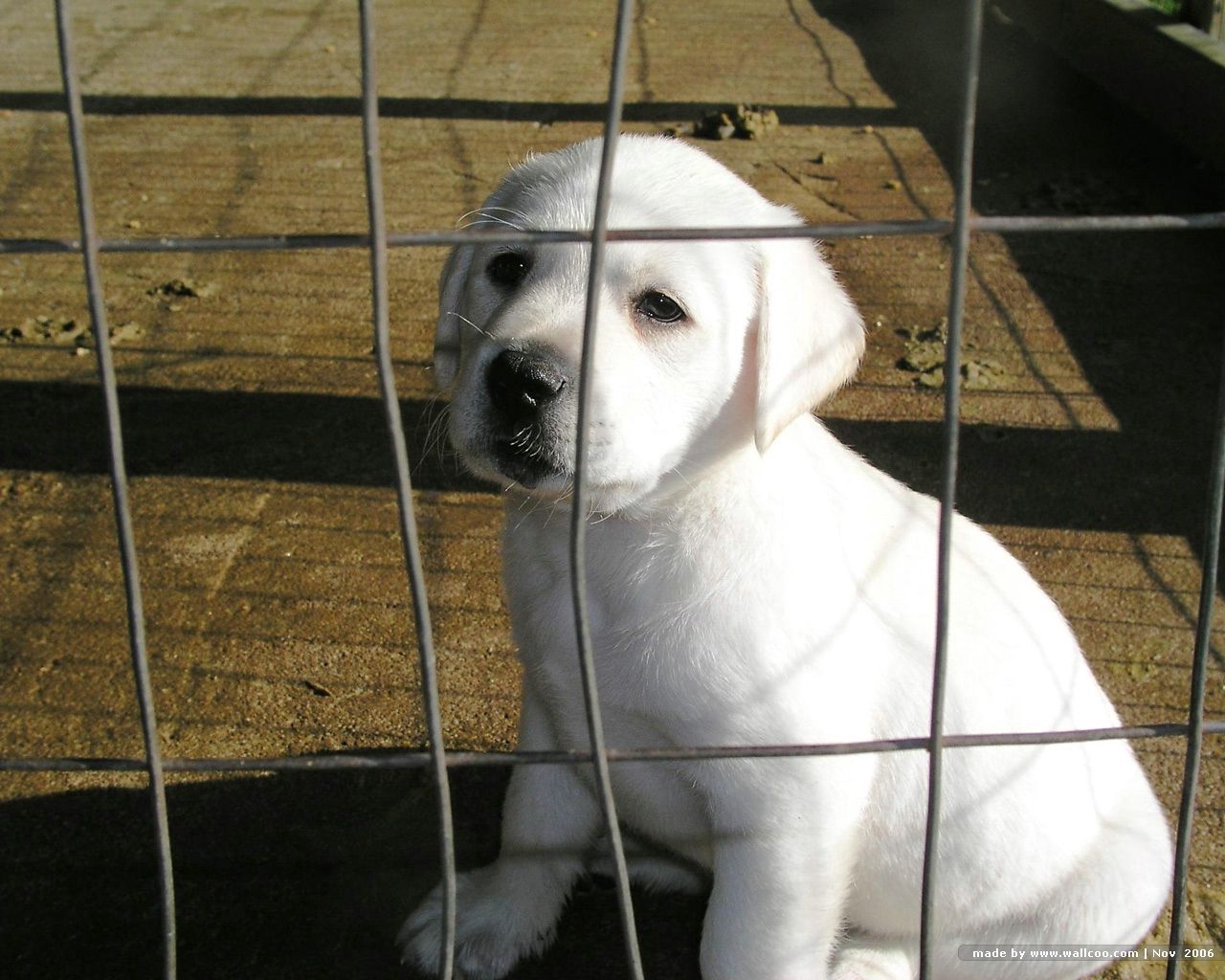 animals, white, puppy, retriever, labrador, cell, cage 2160p