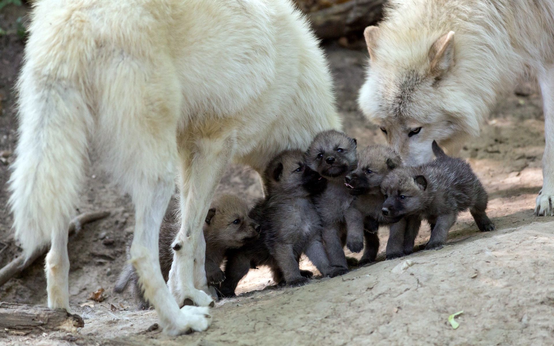 animals, wolfs, young, care, cubs, puppies