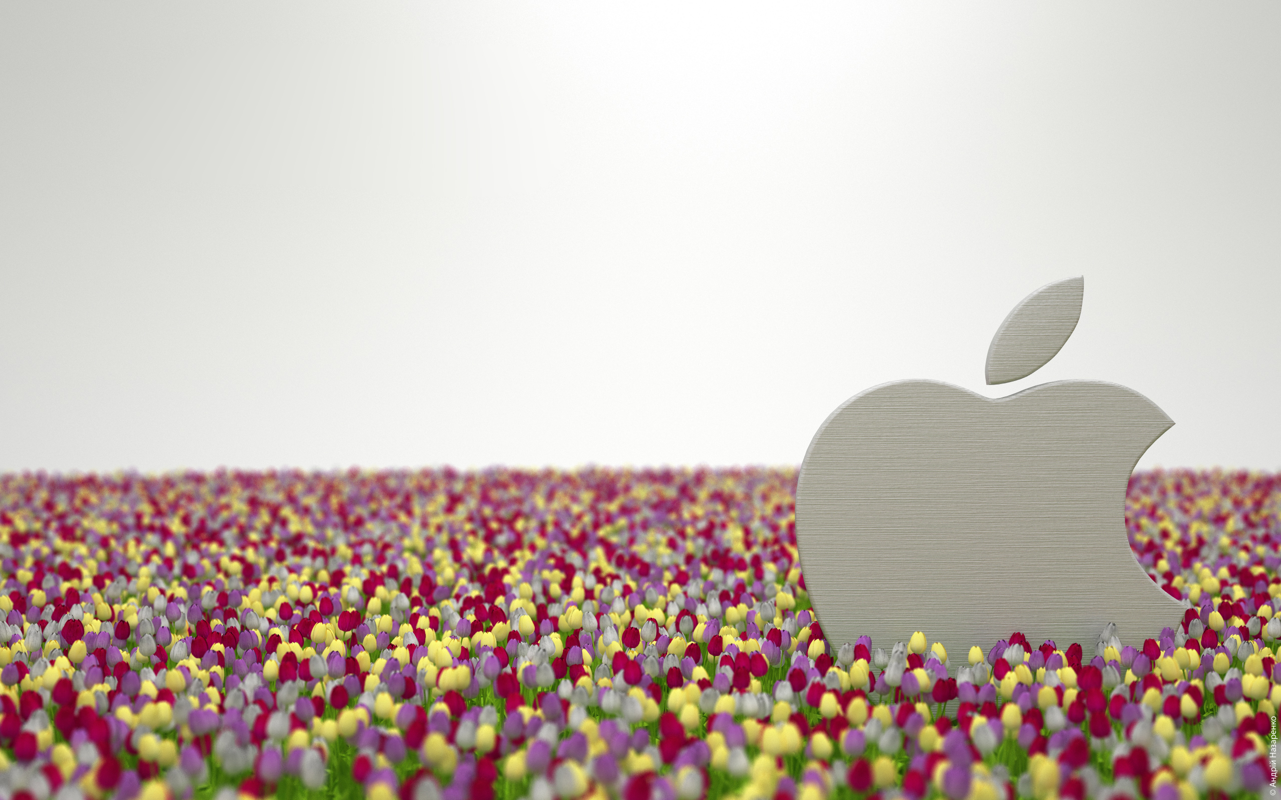 11330 Hintergrundbild herunterladen apple, pflanzen, marken, blumen, logos, weiß - Bildschirmschoner und Bilder kostenlos