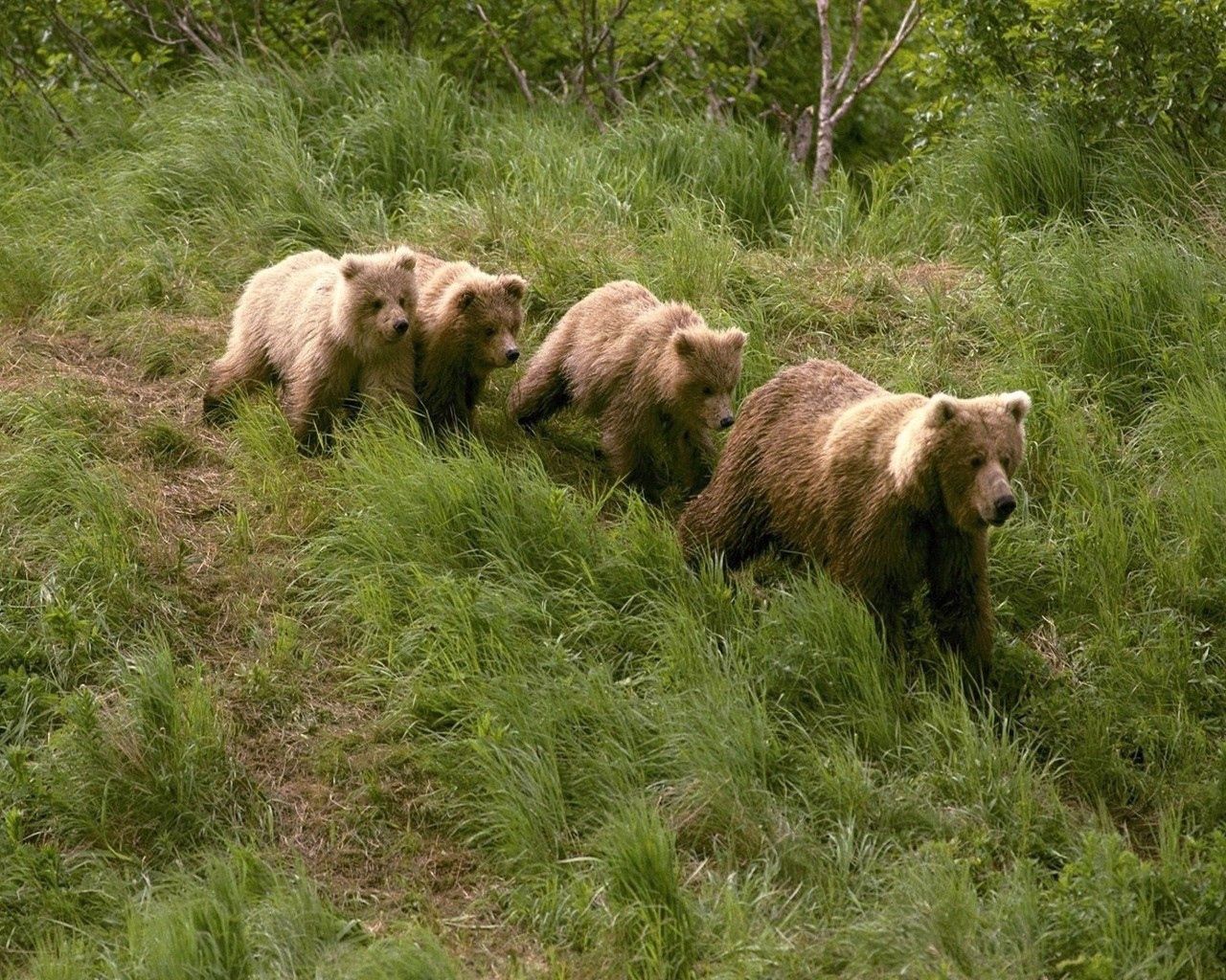 Download mobile wallpaper Animals, Grass, Stroll, Bears for free.