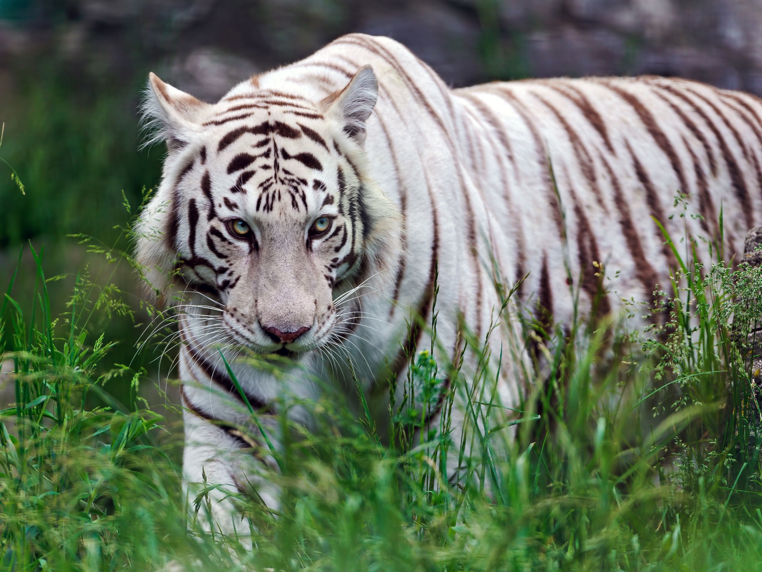 Тигр фото животного в хорошем качестве
