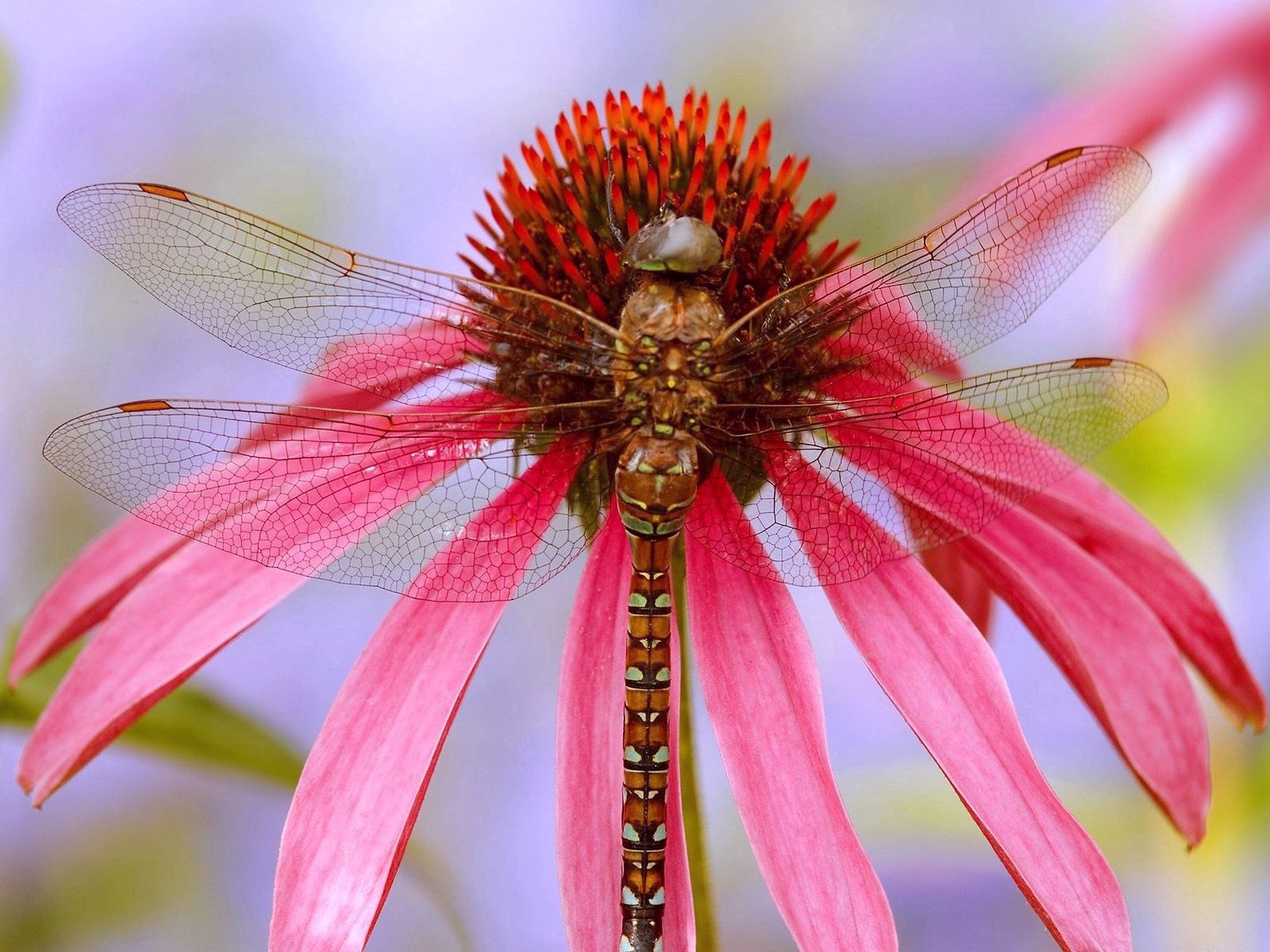 Descarga gratis la imagen Flor, Macro, Insecto, Color, Alas en el escritorio de tu PC