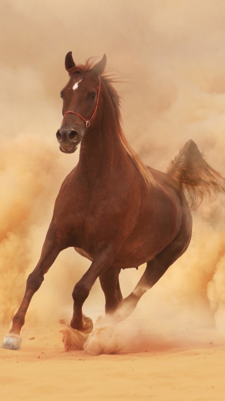 1260539 descargar fondo de pantalla animales, caballo, polvo, suciedad, correr: protectores de pantalla e imágenes gratis