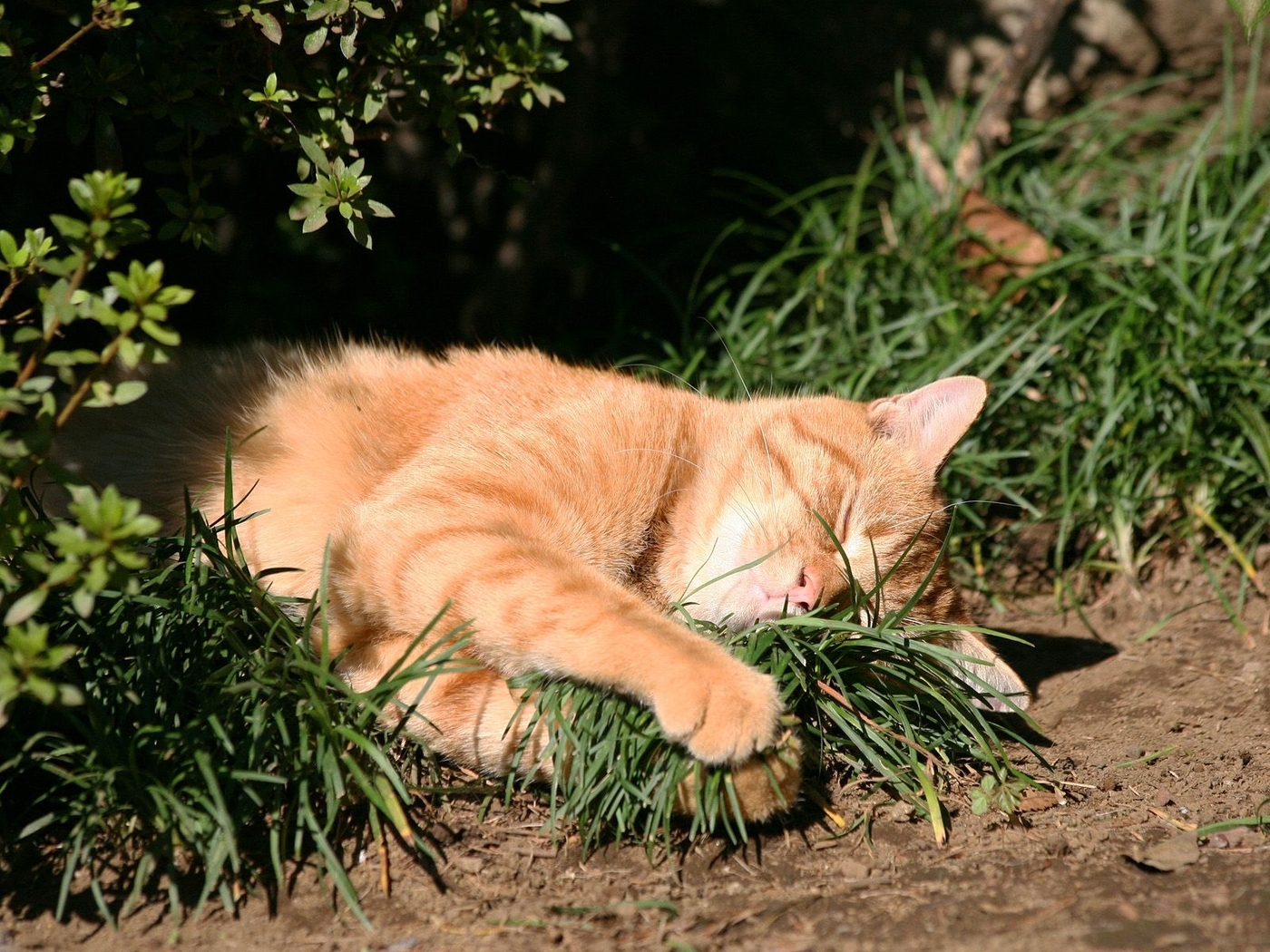 Рыжий кот в траве