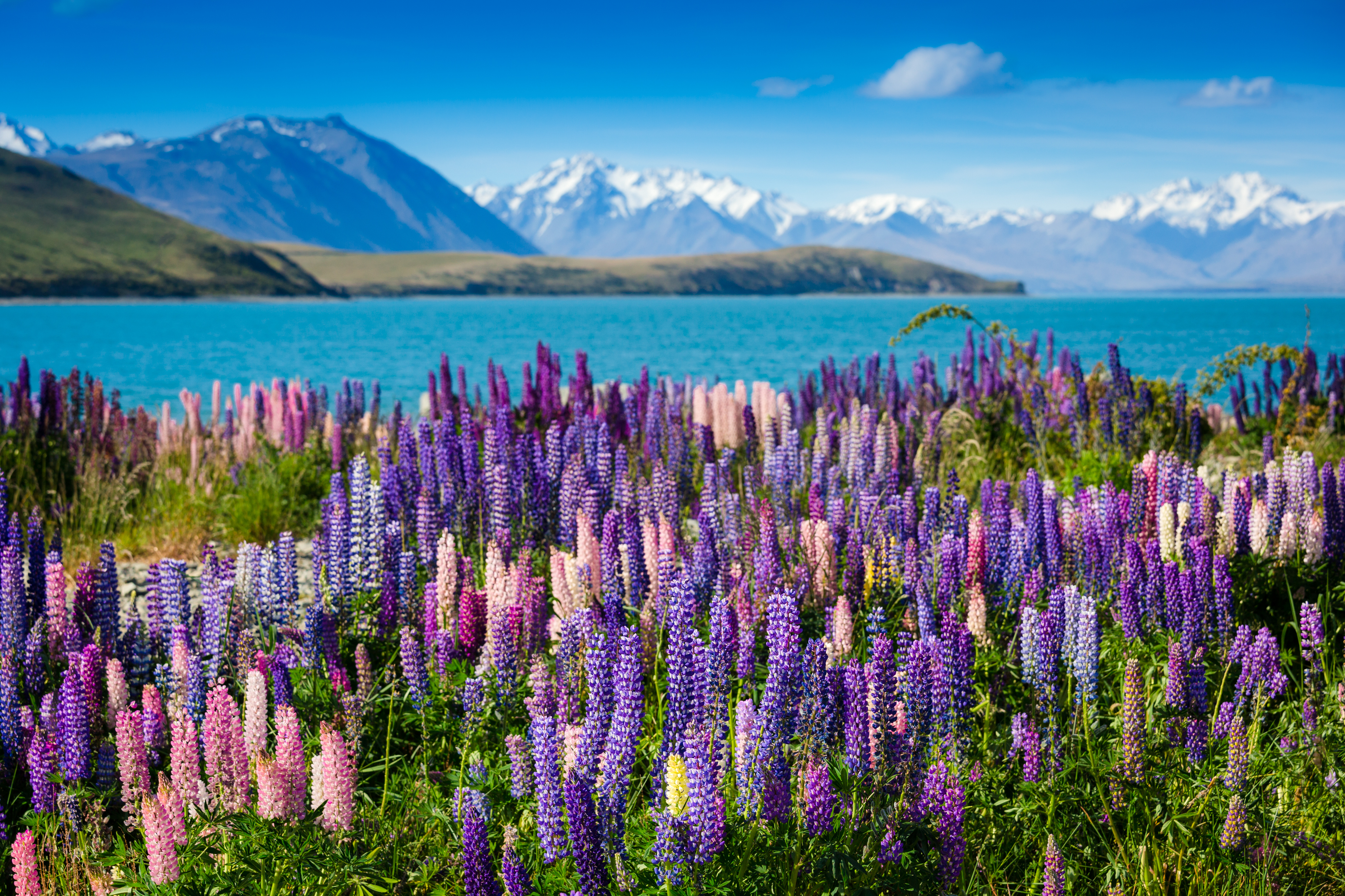 Озеро Текапо (Lake Tekapo)