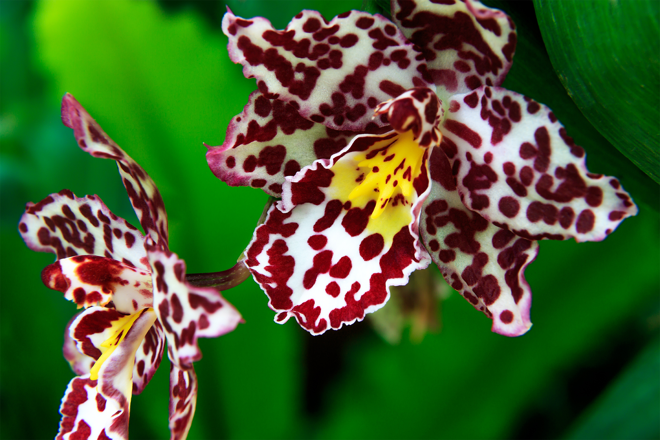Flowers orchids. Орхидея Tigris. Тигровые орхидеи фаленопсис. Орхидея Камбрия. Орхидея тигровая фиолетовая.