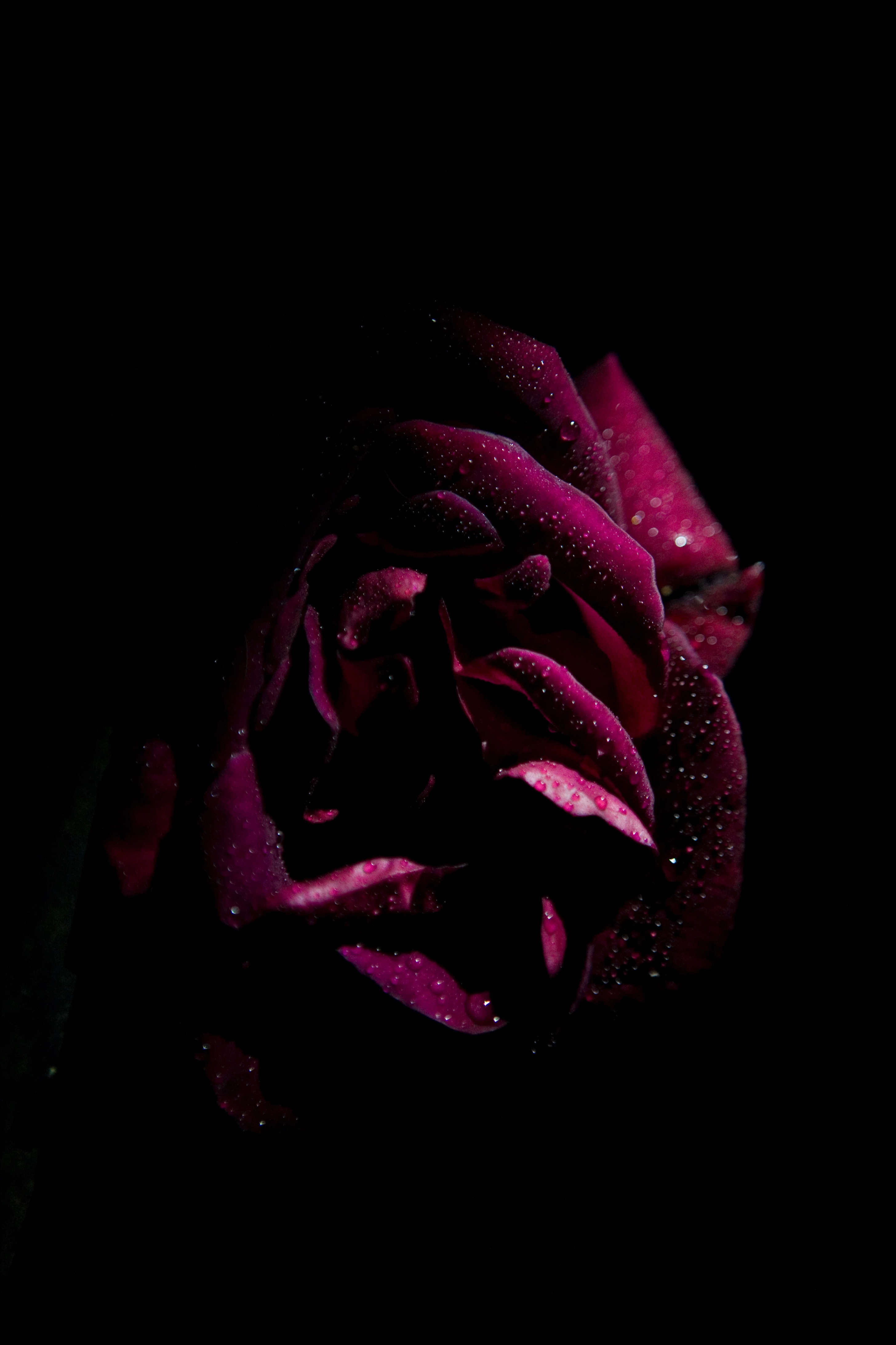 Laden Sie das Rose, Feuchtigkeit, Drops, Dunkel, Blütenblätter-Bild kostenlos auf Ihren PC-Desktop herunter