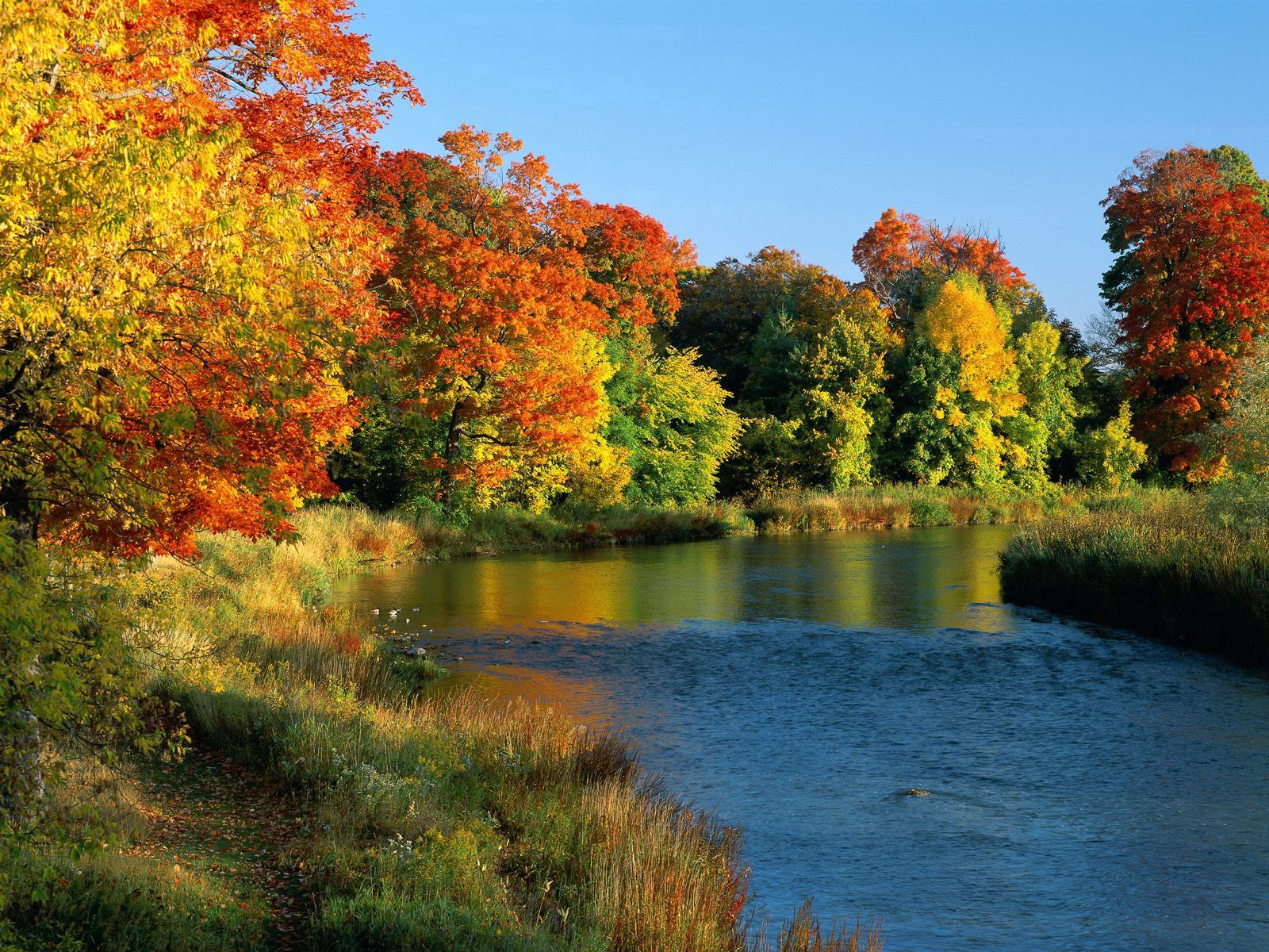 rivers, autumn, trees, nature, flow Aesthetic wallpaper