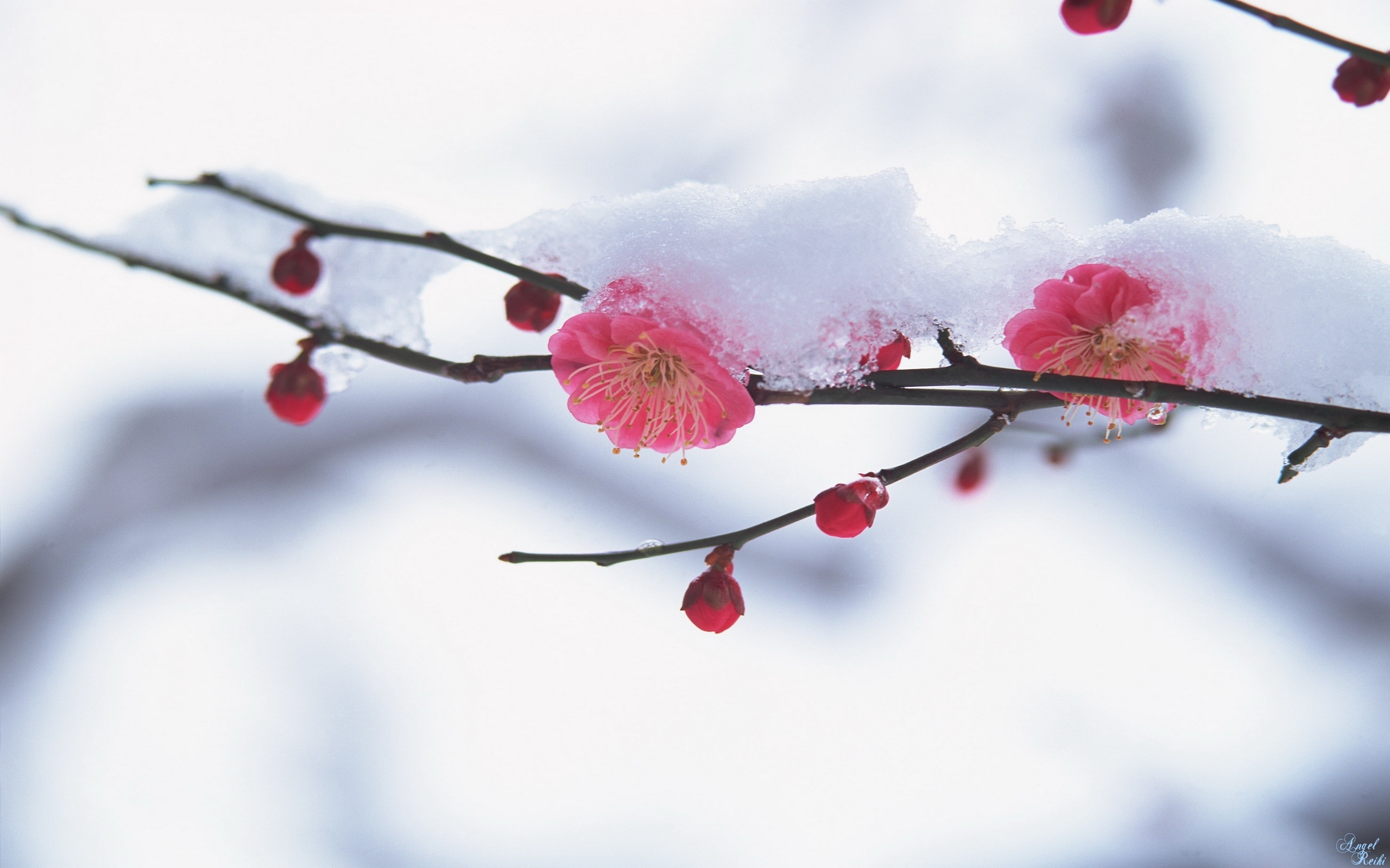 Скачать картинку Зима, Снег, Цветы, Растения в телефон бесплатно.