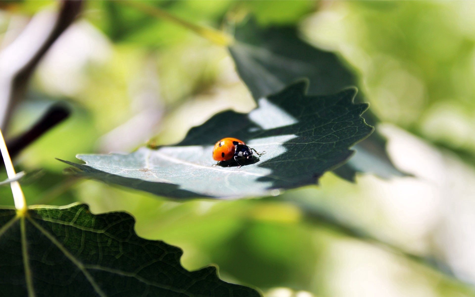 Handy-Wallpaper Ladybird, Schatten, Blätter, Grass, Makro, Marienkäfer kostenlos herunterladen.