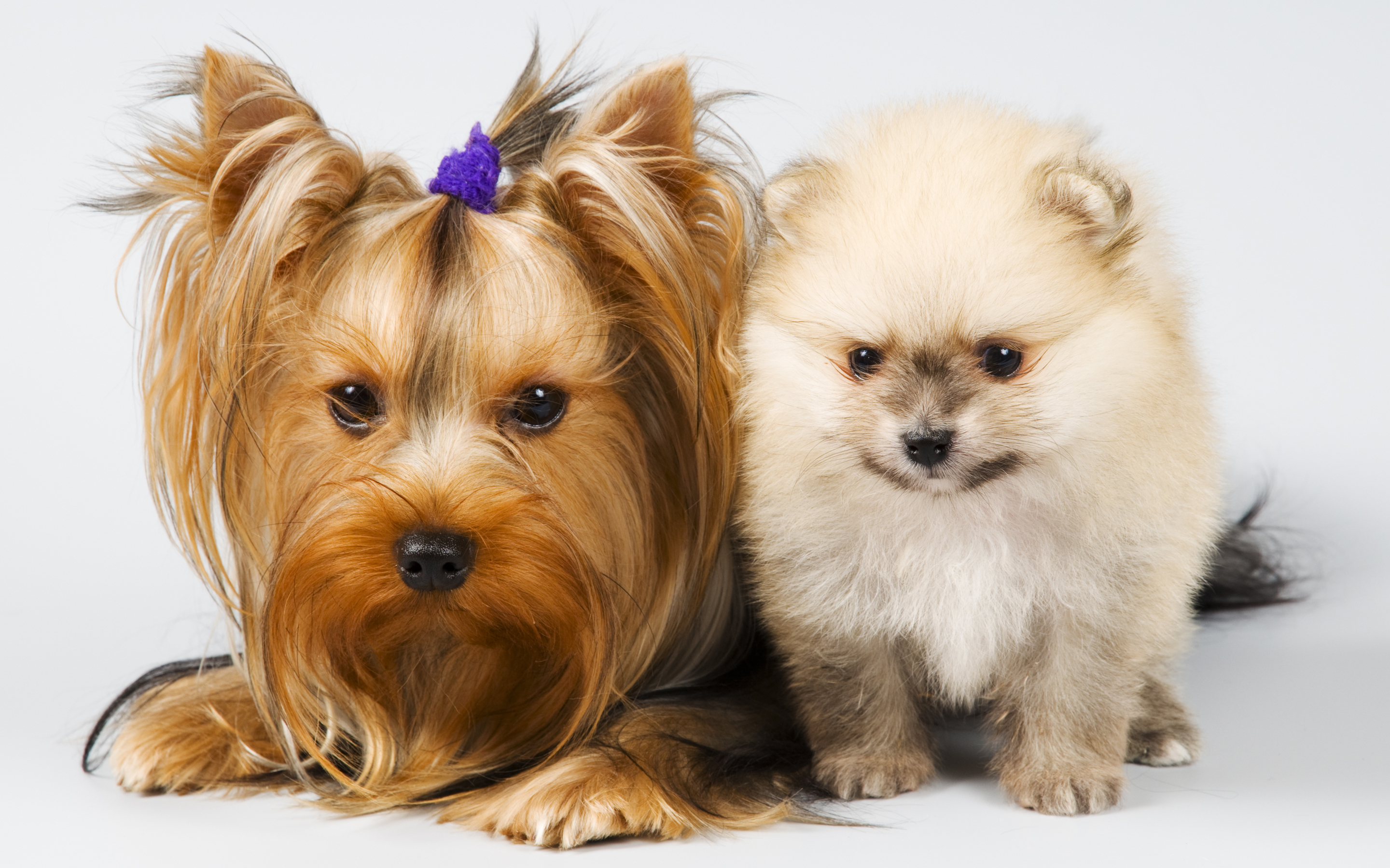 Маленькие породы собак фото с названиями недорогие