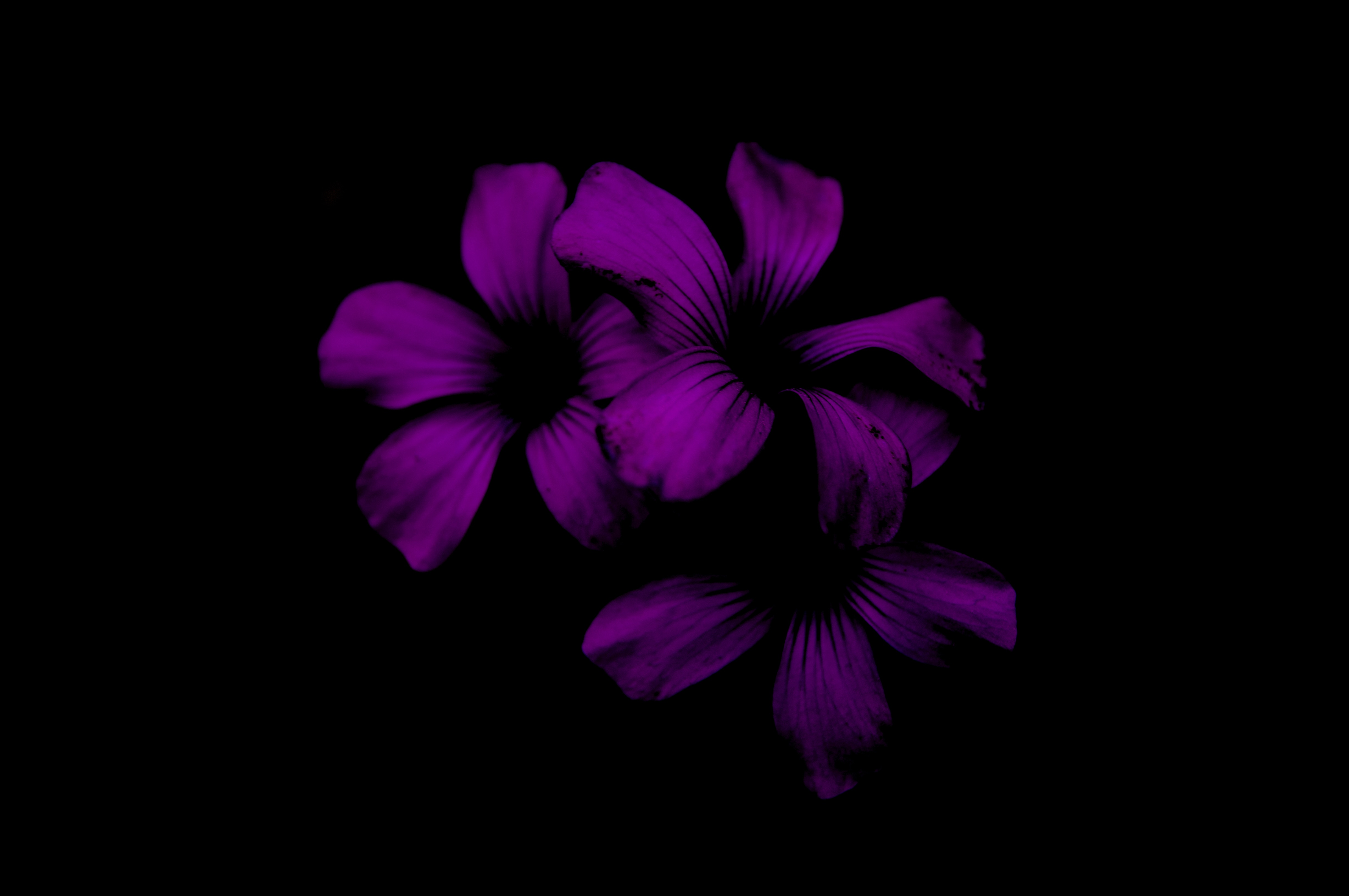 Laden Sie das Lilac, Lila, Übernachtung, Blume, Dunkel-Bild kostenlos auf Ihren PC-Desktop herunter