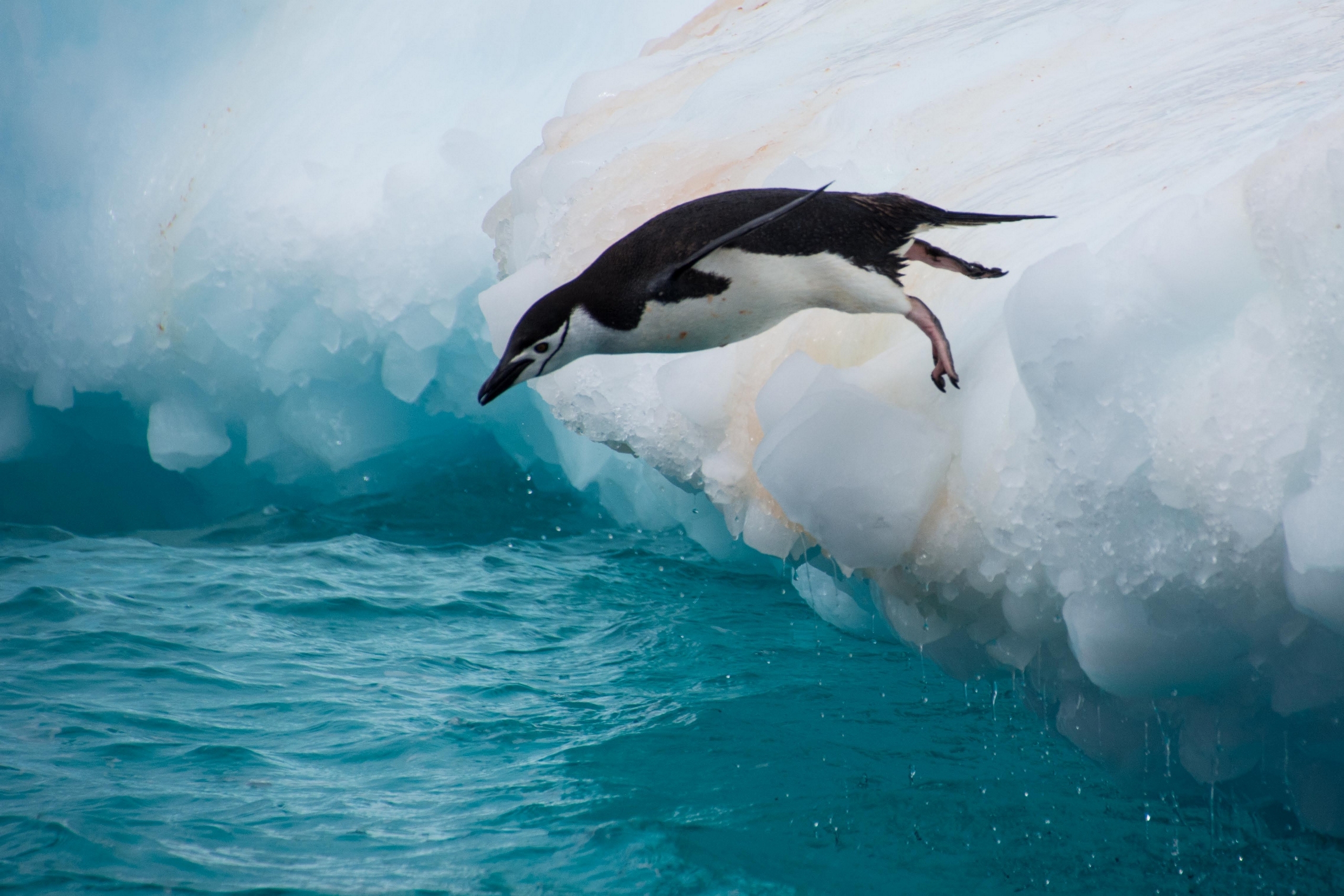 Антарктический Пингвин фото
