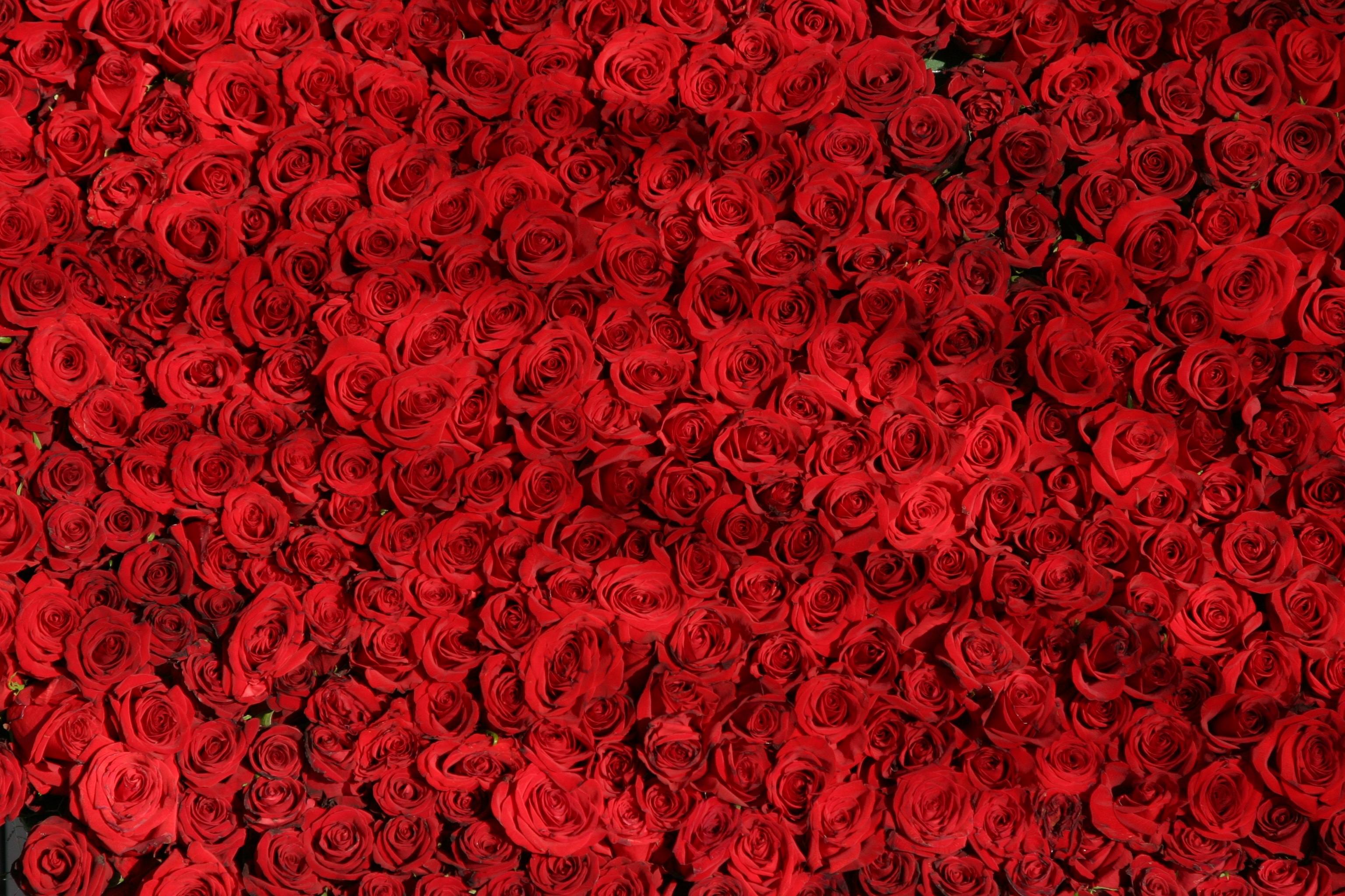Download mobile wallpaper Roses, Lot, Flowers, Surface for free.