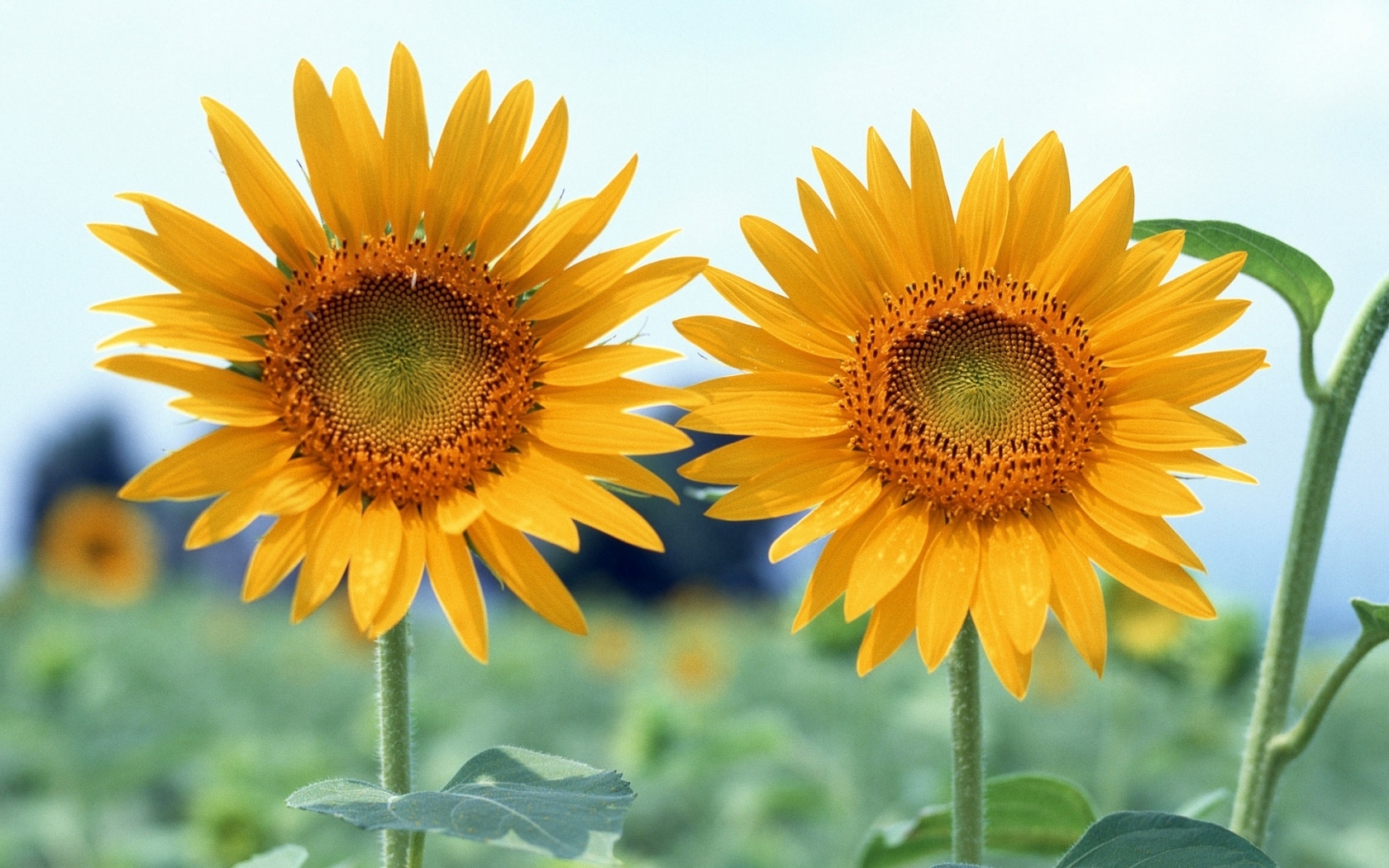 Download background plants, sunflowers