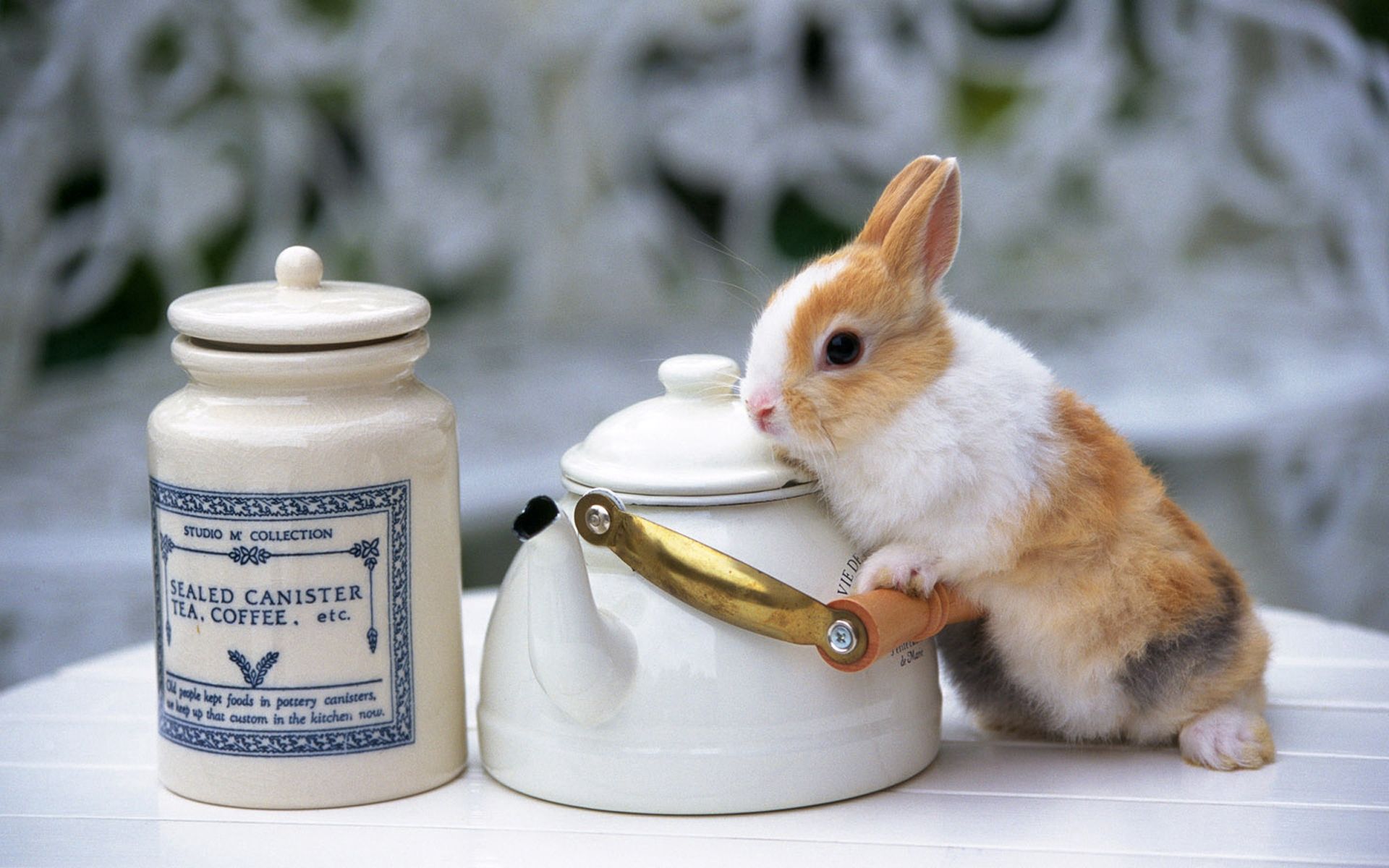 rabbit, animals, beautiful, table, teapot, kettle